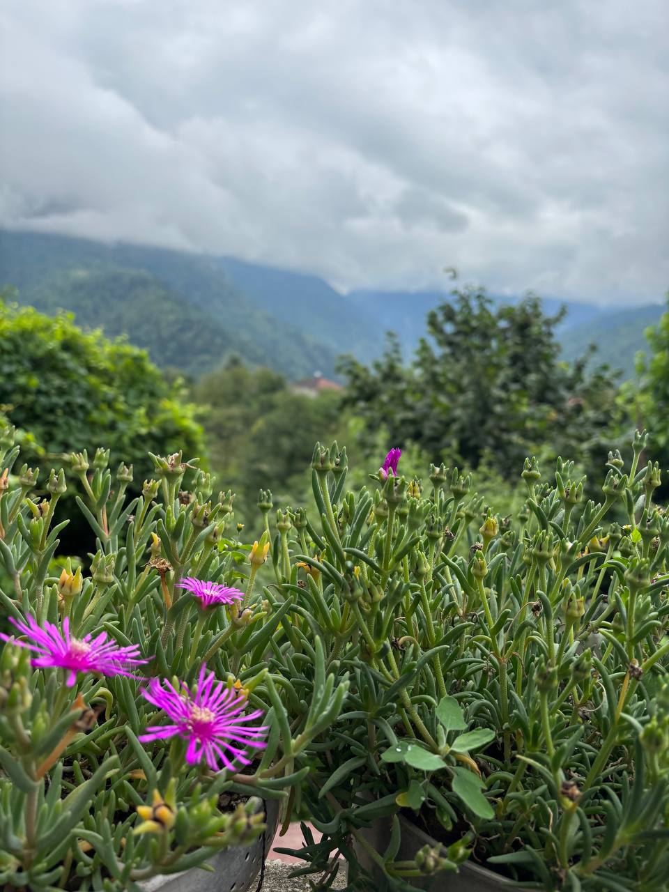 Чёрное море Грузии: Шекветили, Батуми и горы (10/13)