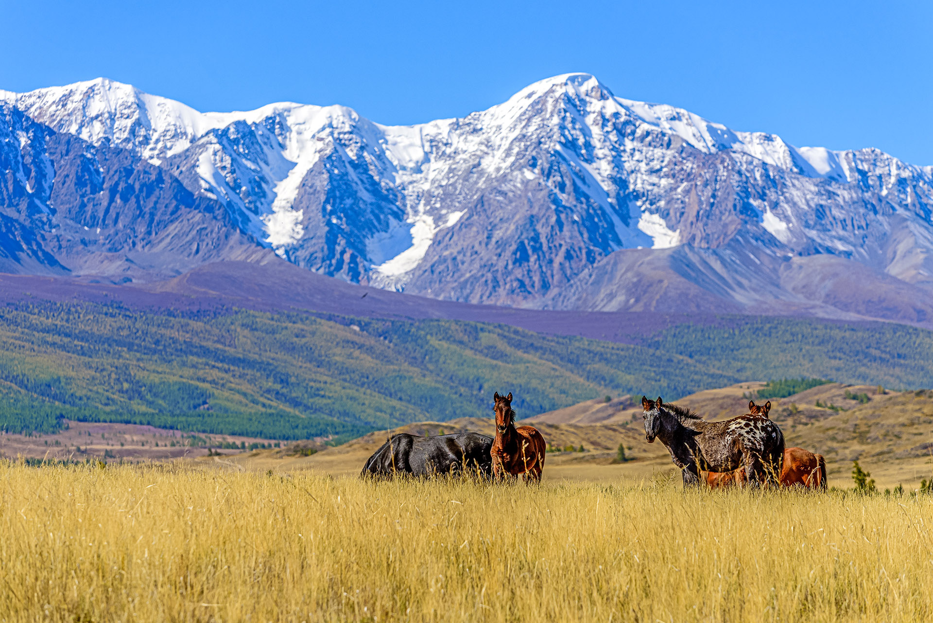 Алтай. Чуйский тракт и Телецкое озеро. (1/47)