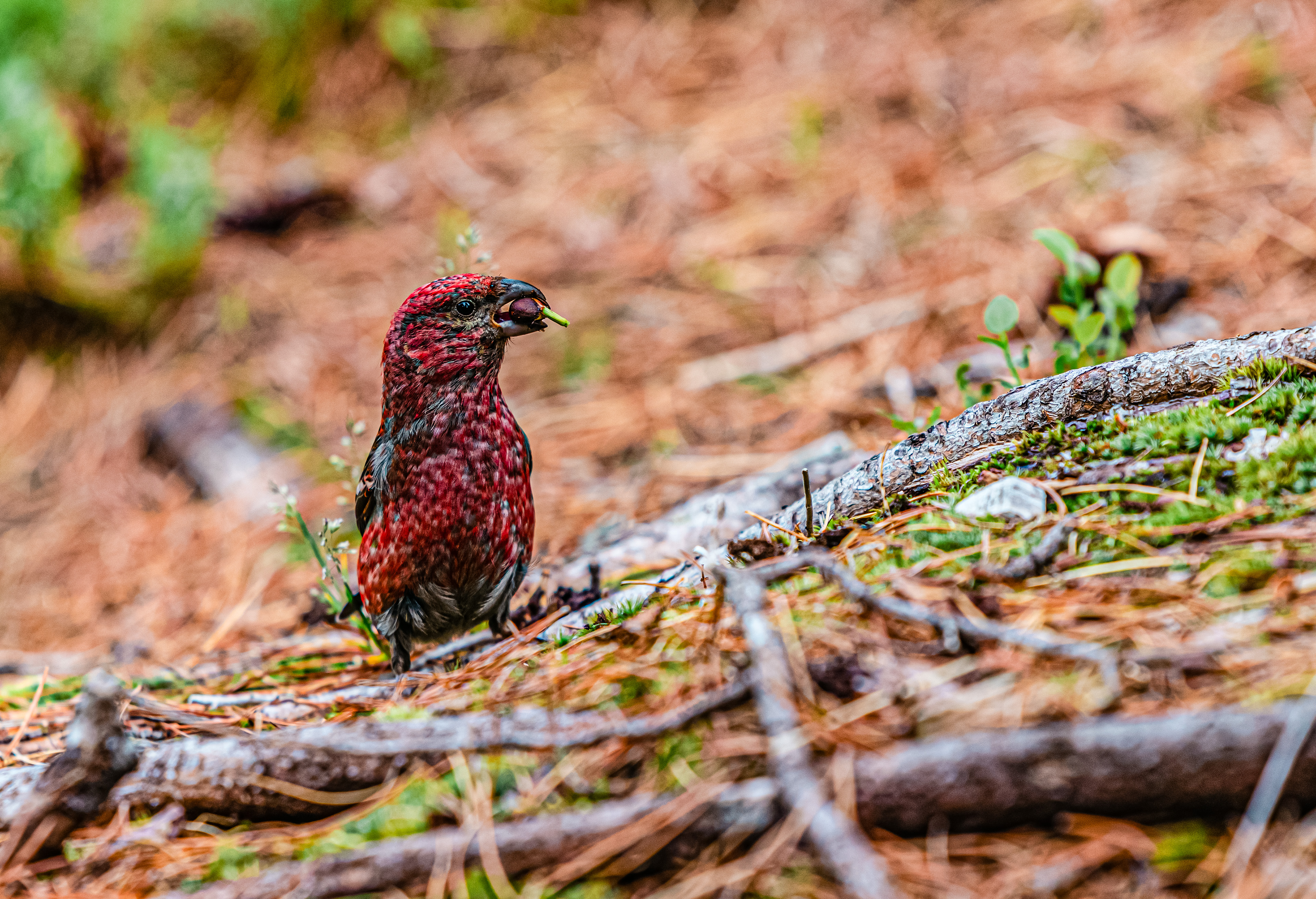 Алтай. Чуйский тракт и Телецкое озеро. (21/47)