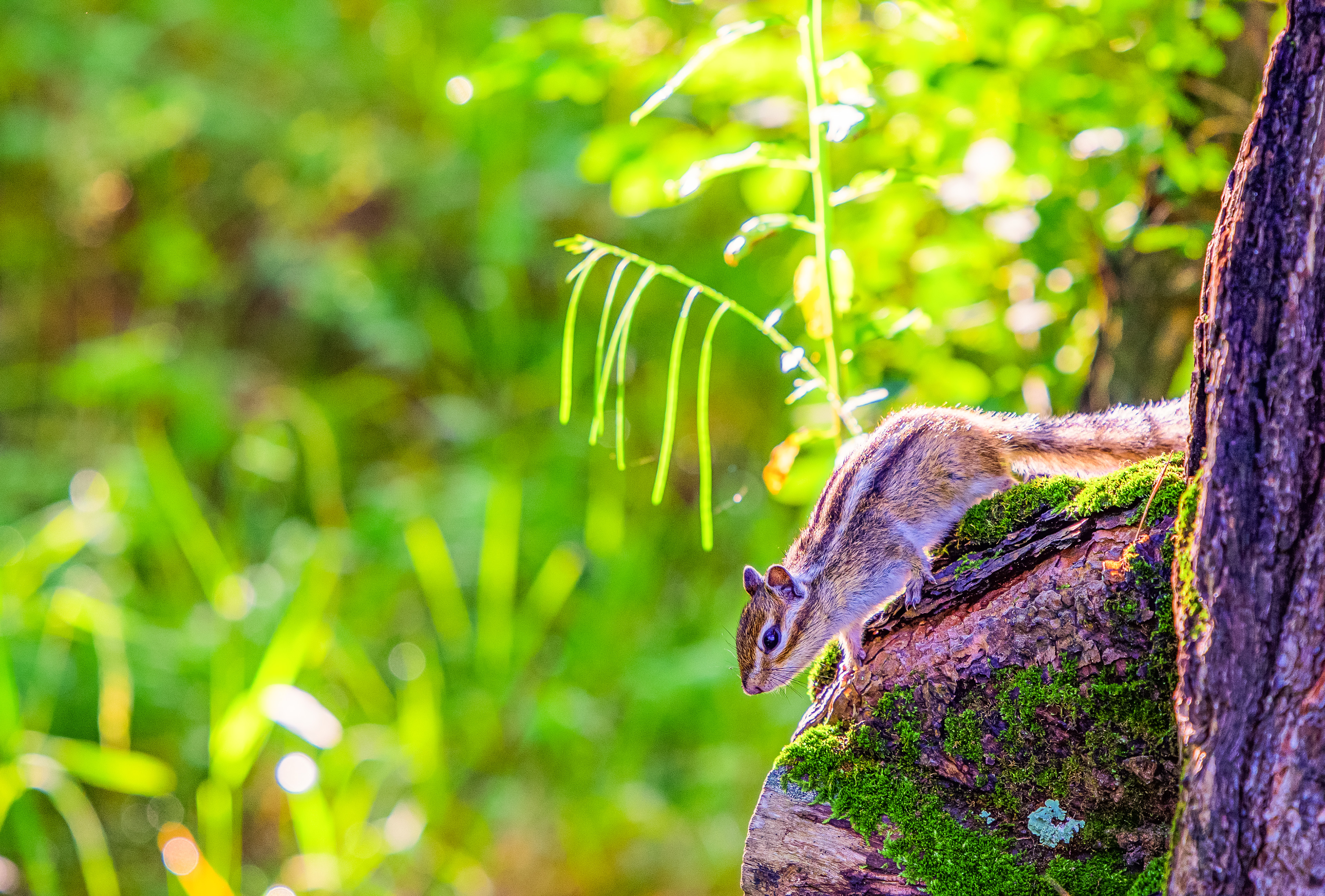 Алтай. Чуйский тракт и Телецкое озеро. (23/47)