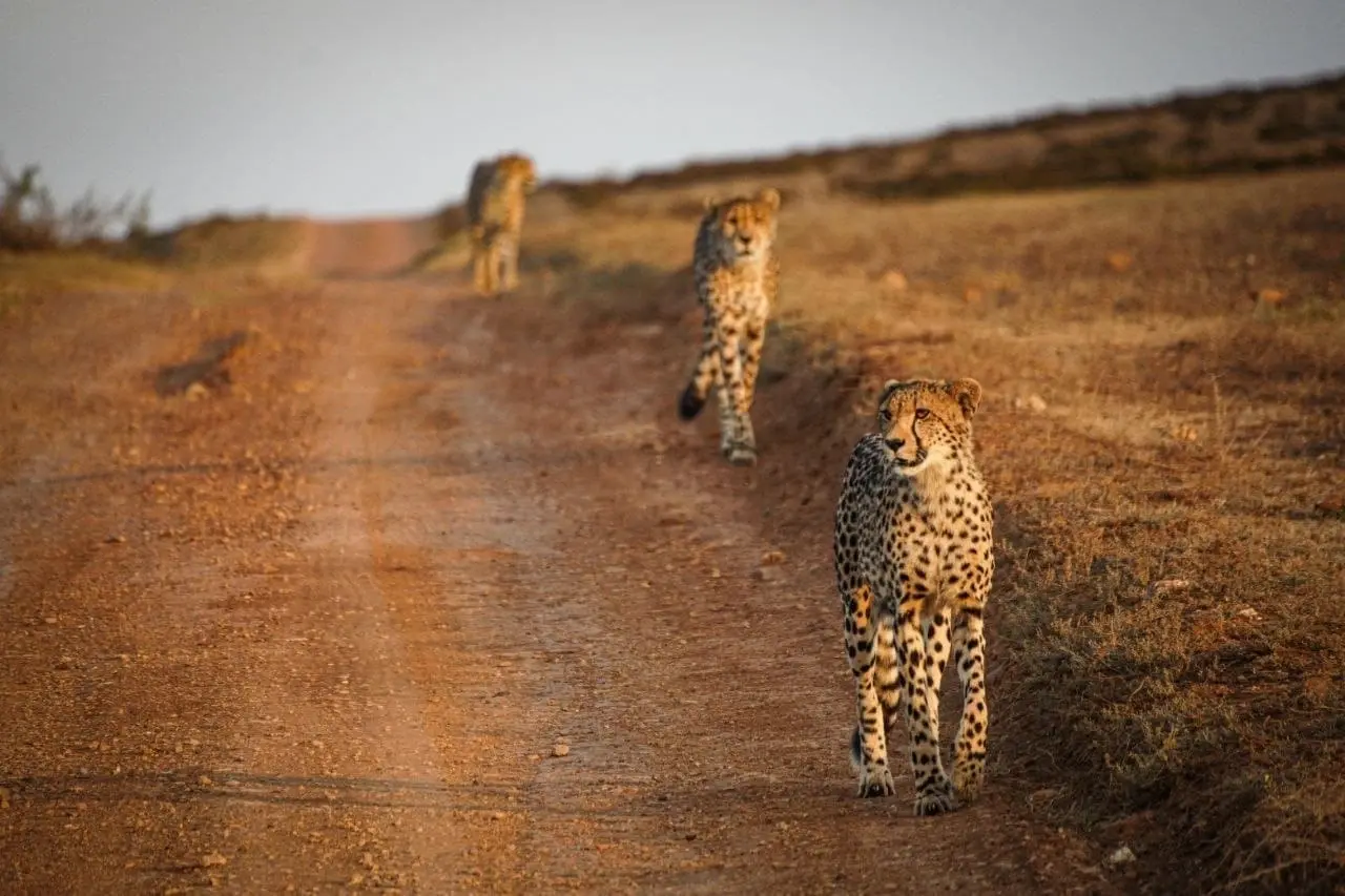 Юар. Тотальная перезагрузка. 11 дней гедонизма и Wow-эмоций. (31/64)