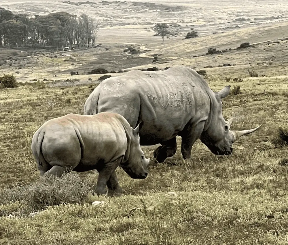 Юар. Тотальная перезагрузка. 11 дней гедонизма и Wow-эмоций. (33/64)