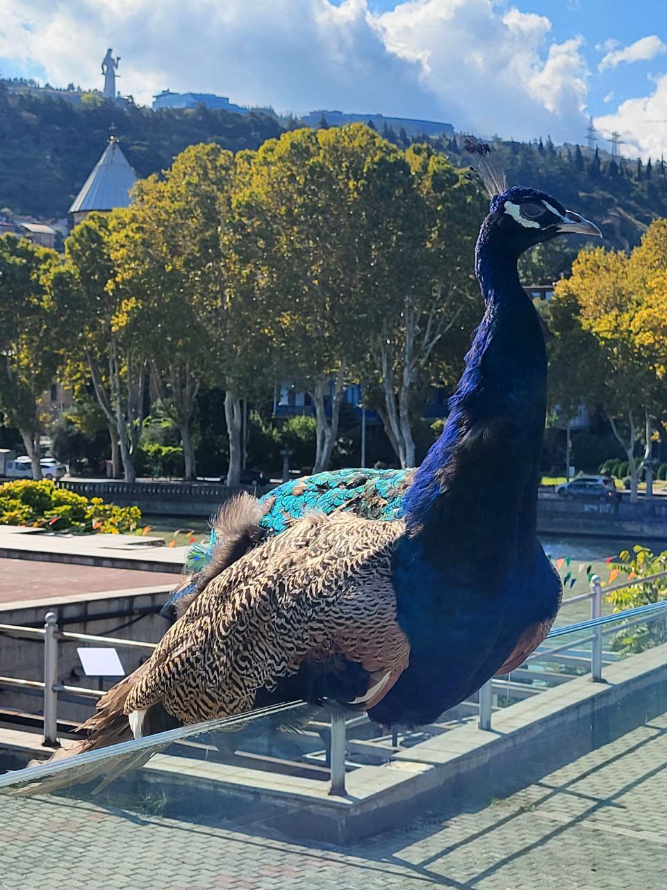 Сванетия. Горы, вино и характер Грузии (14/41)