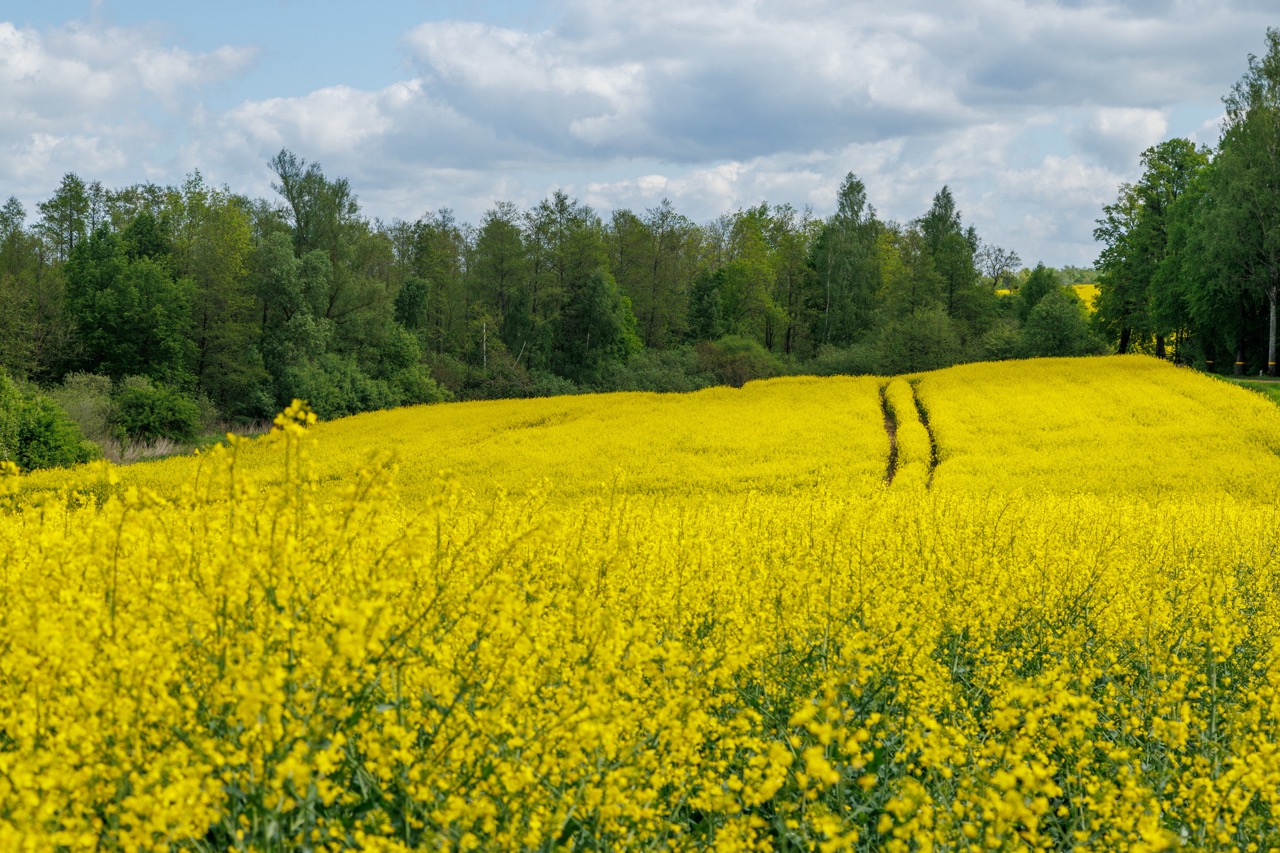 Велопрогулка в Национальном парке Виштынецкий (4/10)