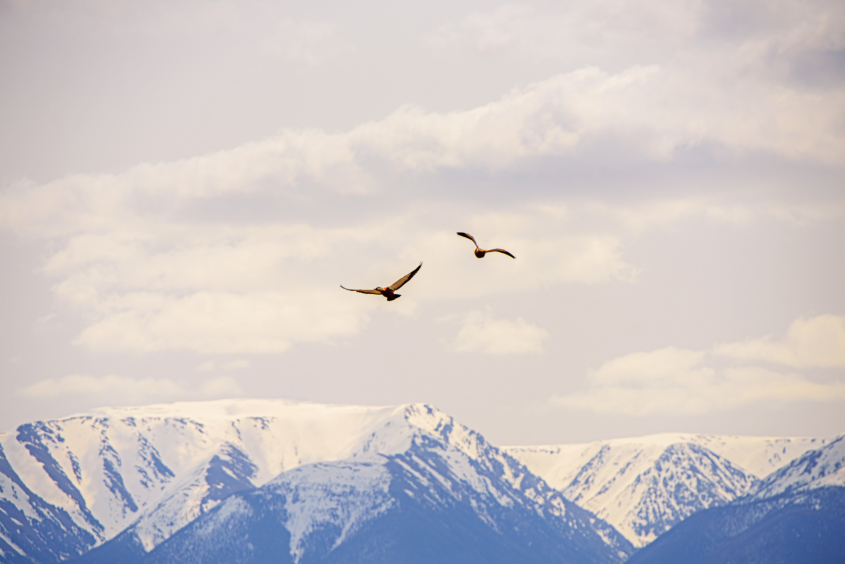 Алтай. Чуйский тракт и Телецкое озеро. (20/47)