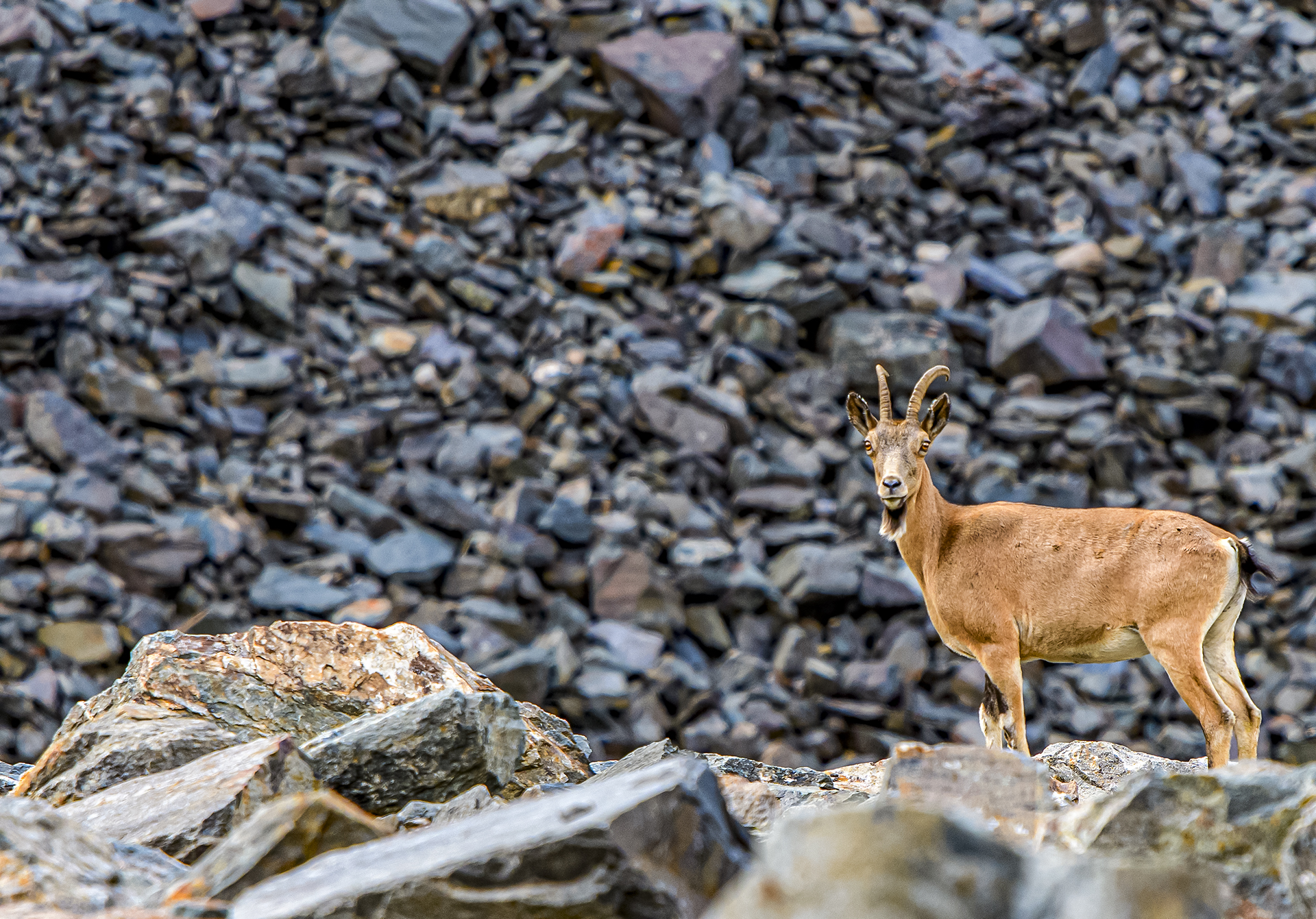 Алтай. Чуйский тракт и Телецкое озеро. (12/47)