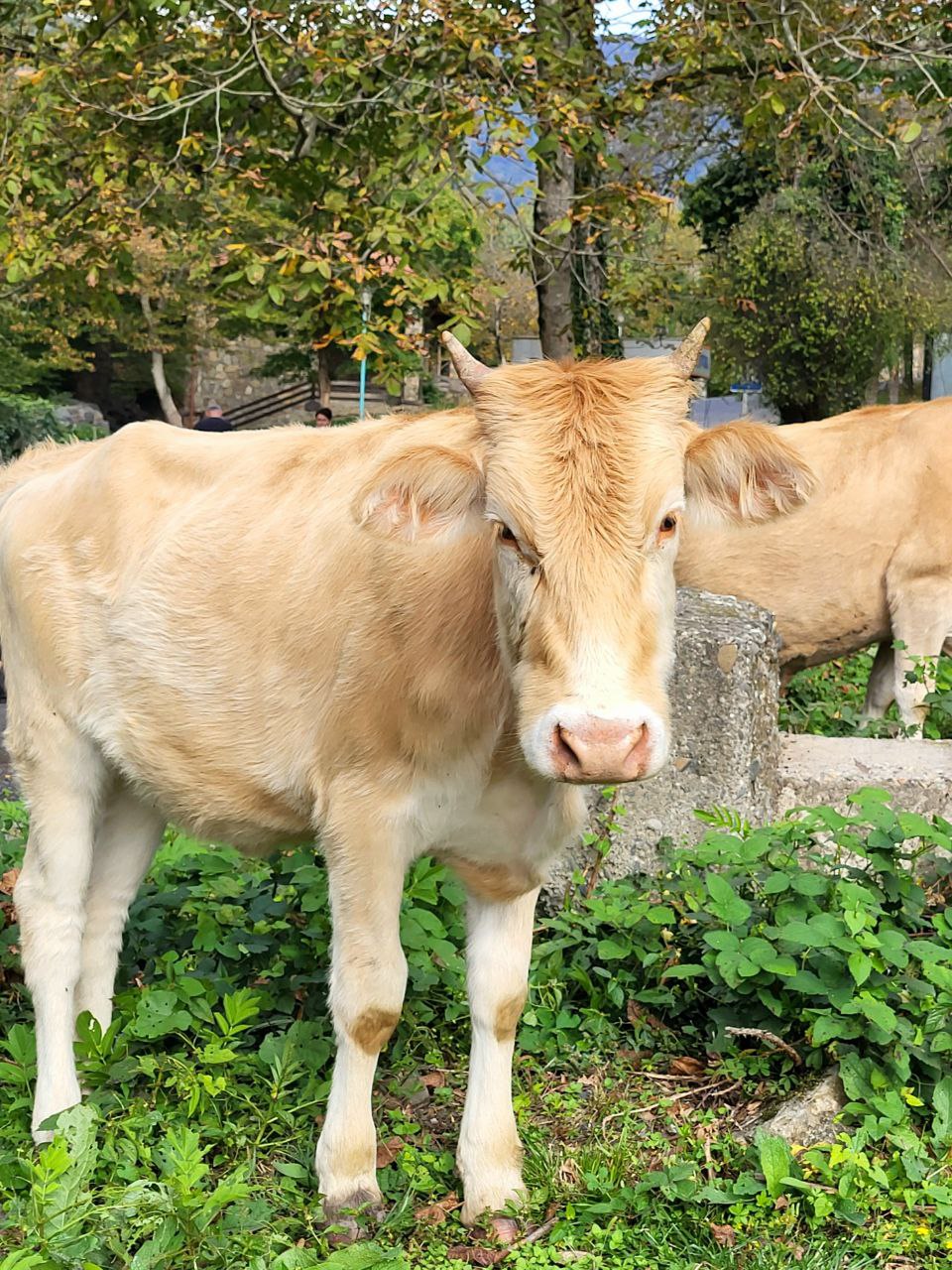 Сванетия. Горы, вино и характер Грузии (15/41)