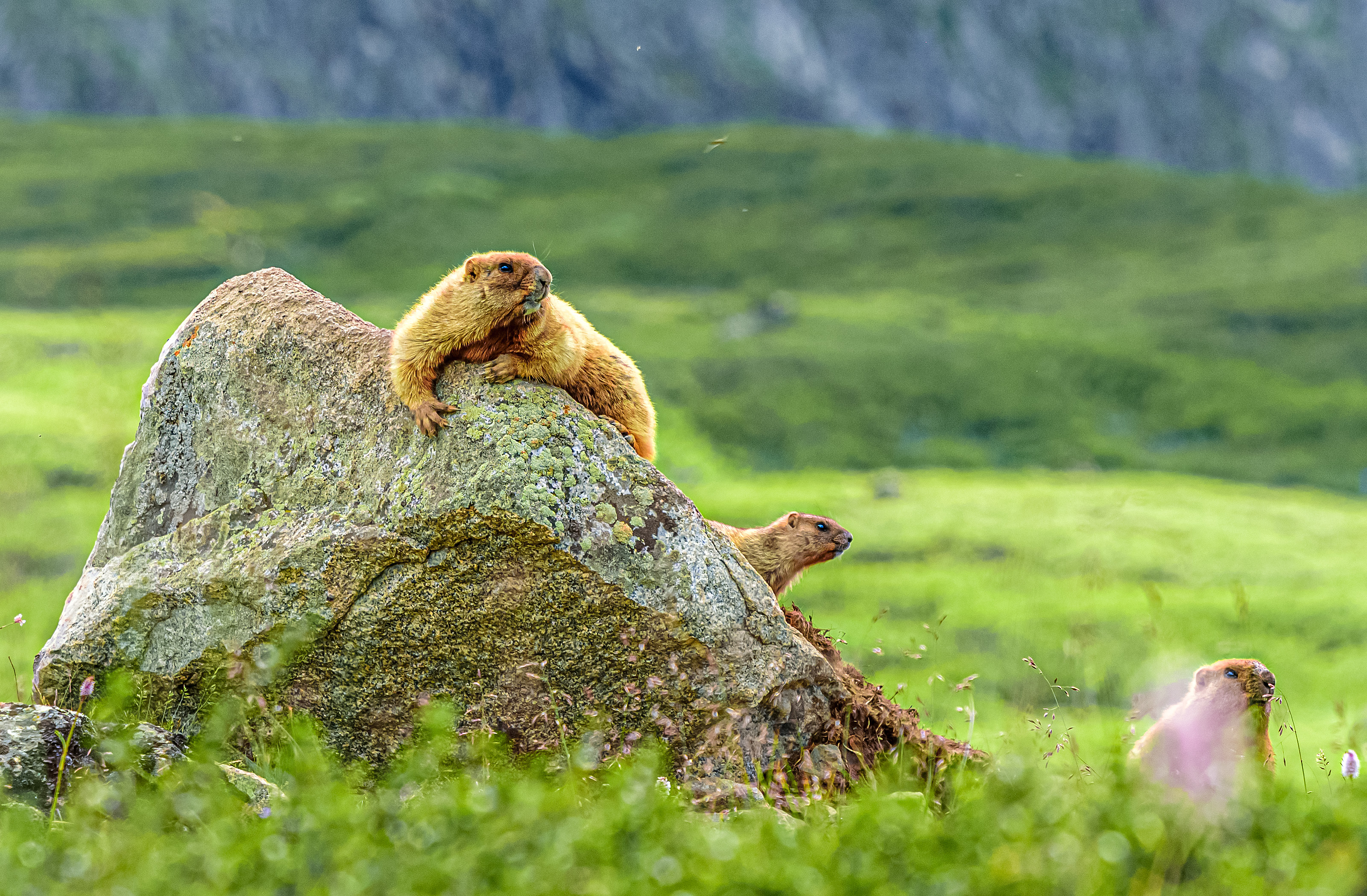 Алтай. Чуйский тракт и Телецкое озеро. (22/47)