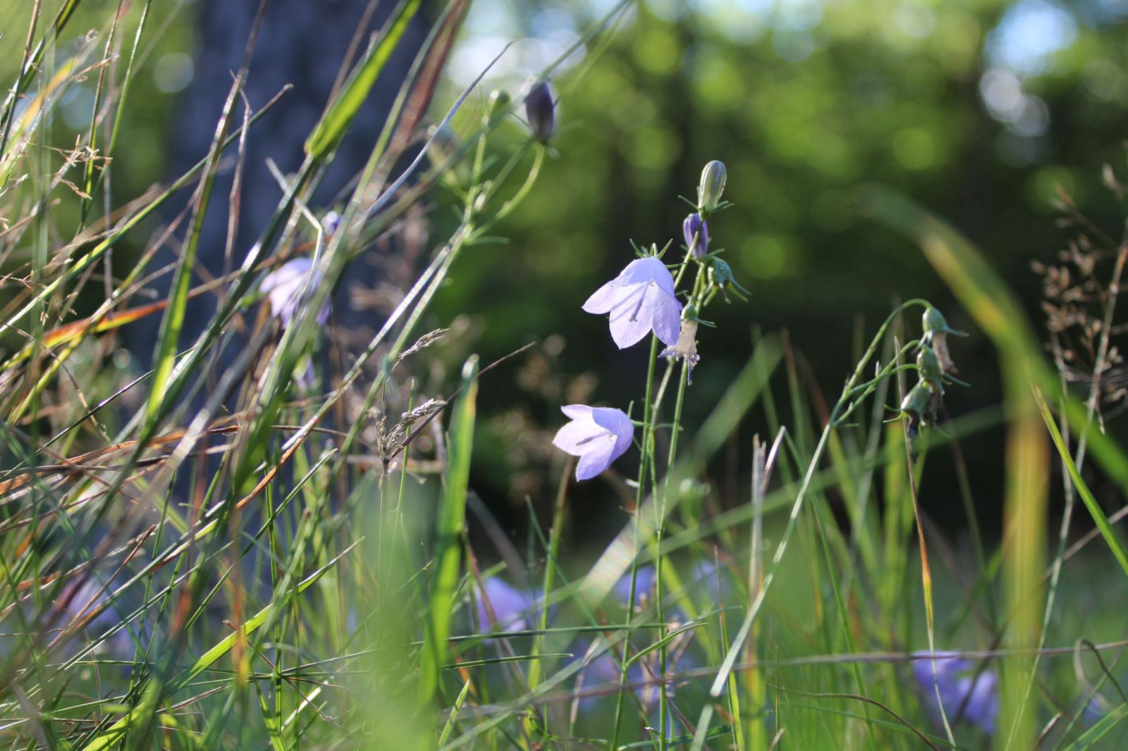 Сборный тур На 2 Дня В Карелию! (2/24)