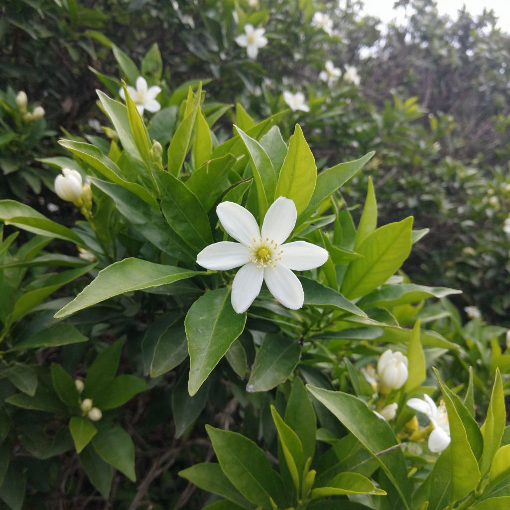 Йога-тур Дыхание гор и ритм волн.6 дней.Все включено (7/17)