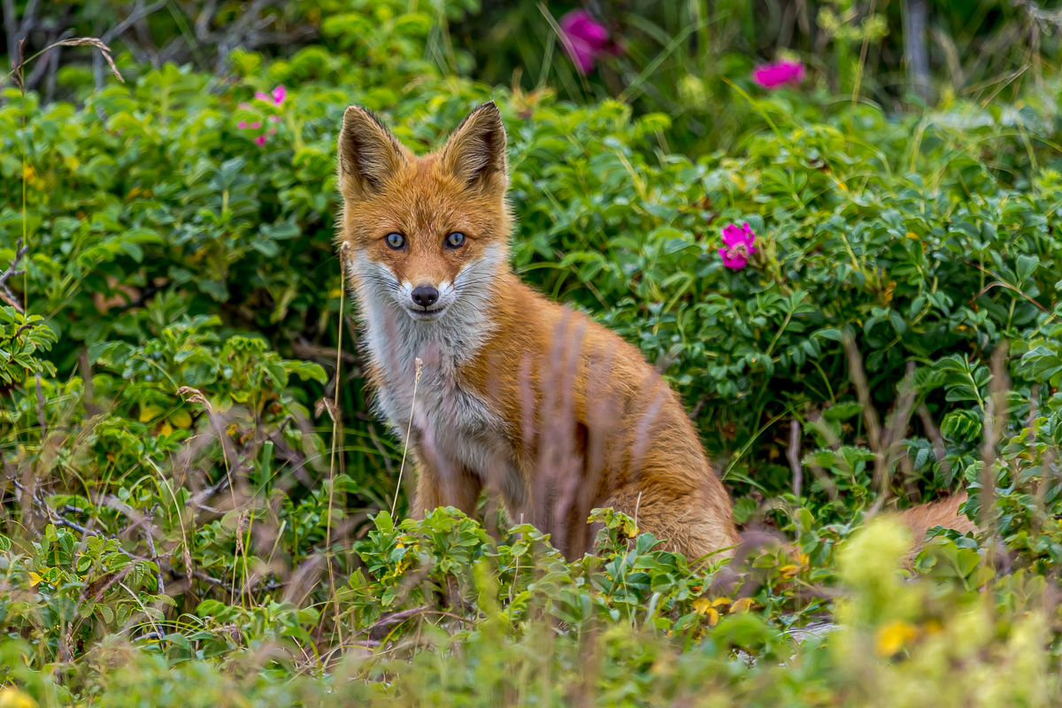 Сахалин, Итуруп, Шикотан и Кунашир с вулканом Тятя. Путешествие на другую планету (144/271)