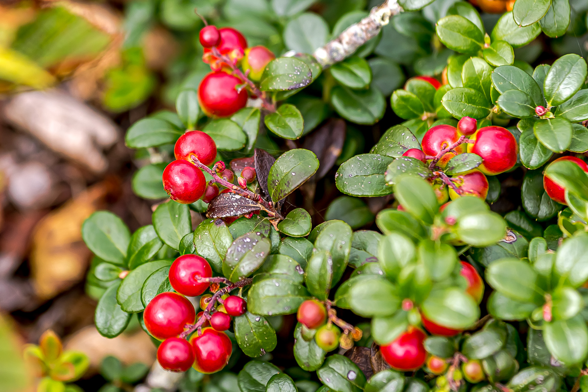 Волшебный Итуруп. Путешествие на другую планету (85/120)