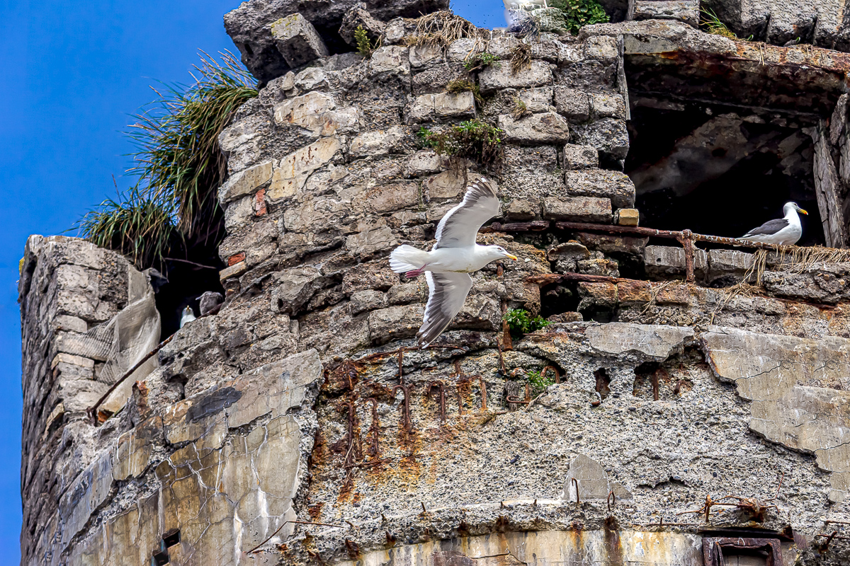 Перезагрузка на Итурупе. Путешествие на другую планету (85/171)