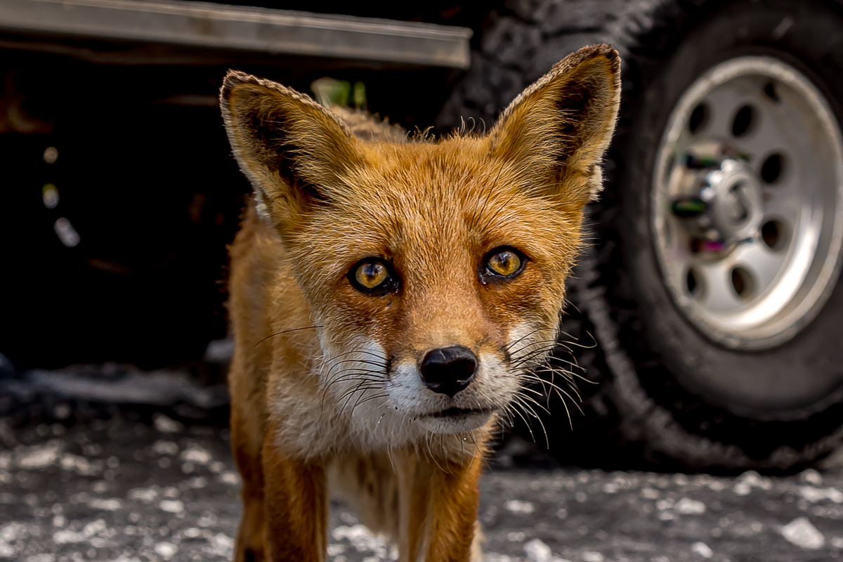 Сахалин, Итуруп, Шикотан и Кунашир с вулканом Тятя. Путешествие на другую планету (115/271)