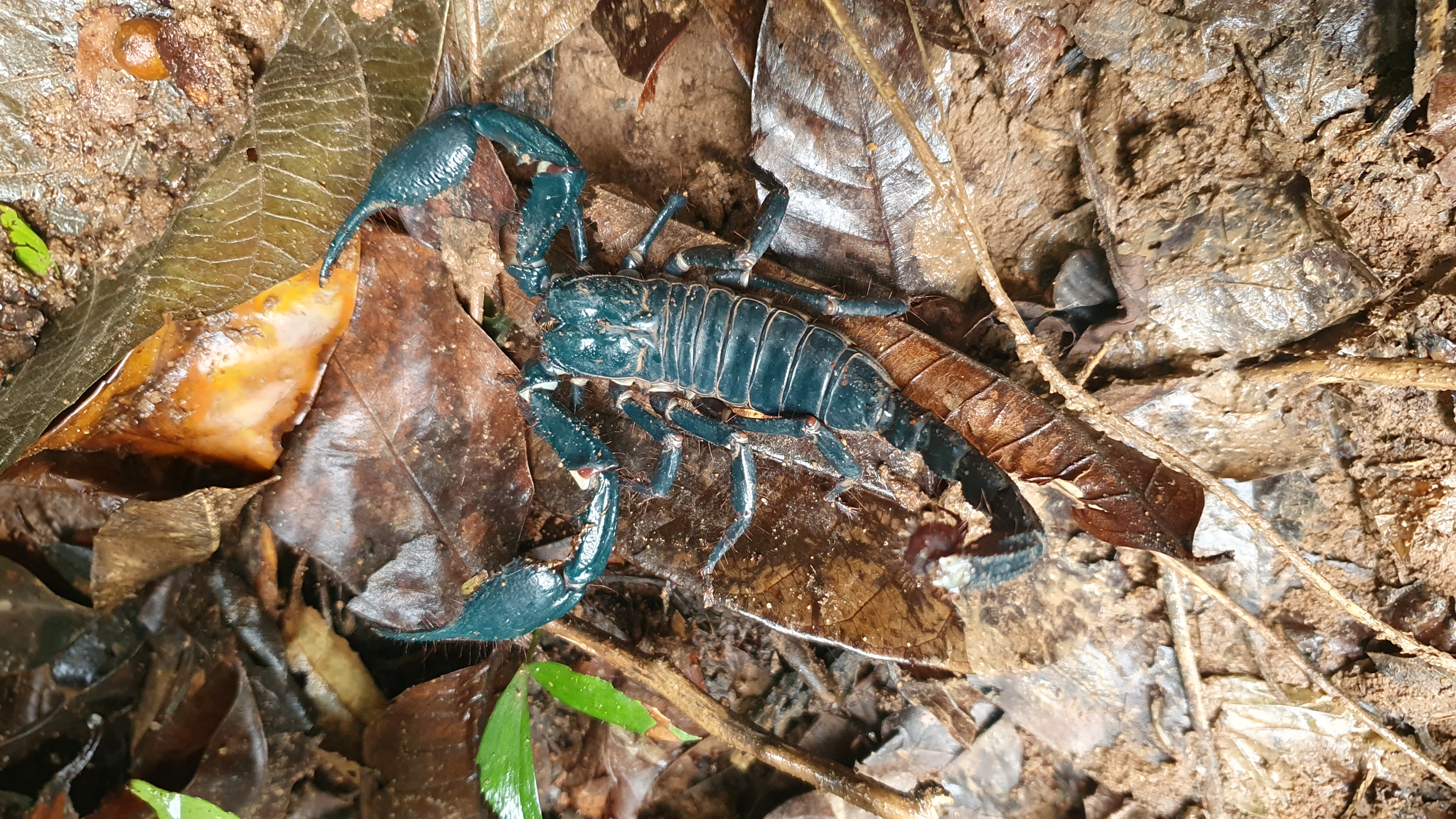 Трекинг В дебрях Малайзии (6/53)