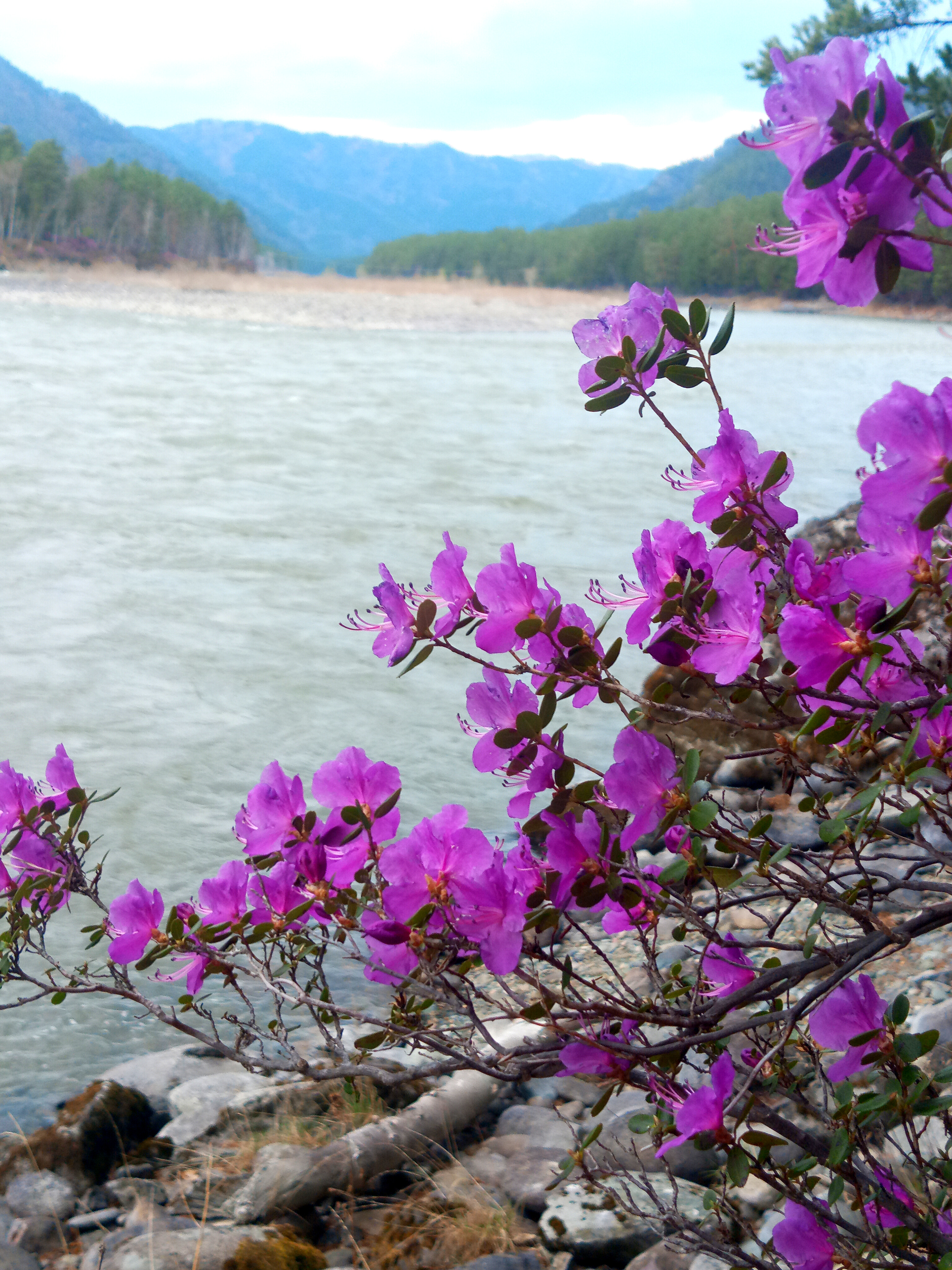 Цветущий Алтай