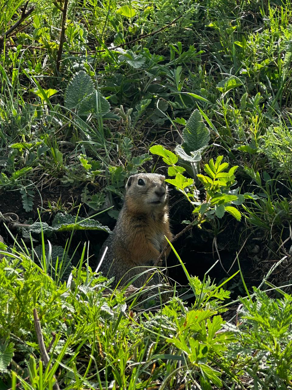 По следам алтая (33/42)