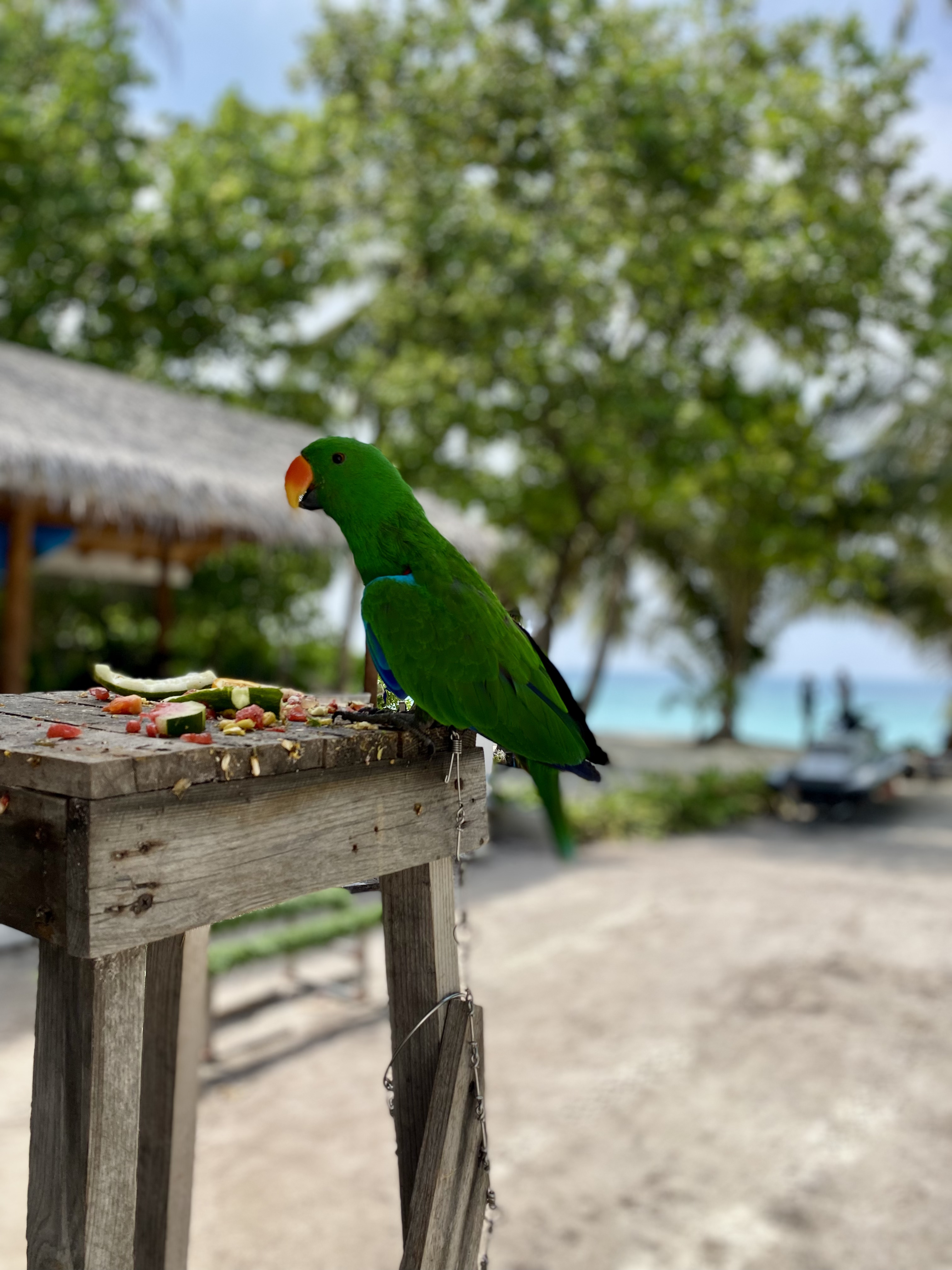 Мальдивы с психологом для обретения душевного равновесия (33/64)