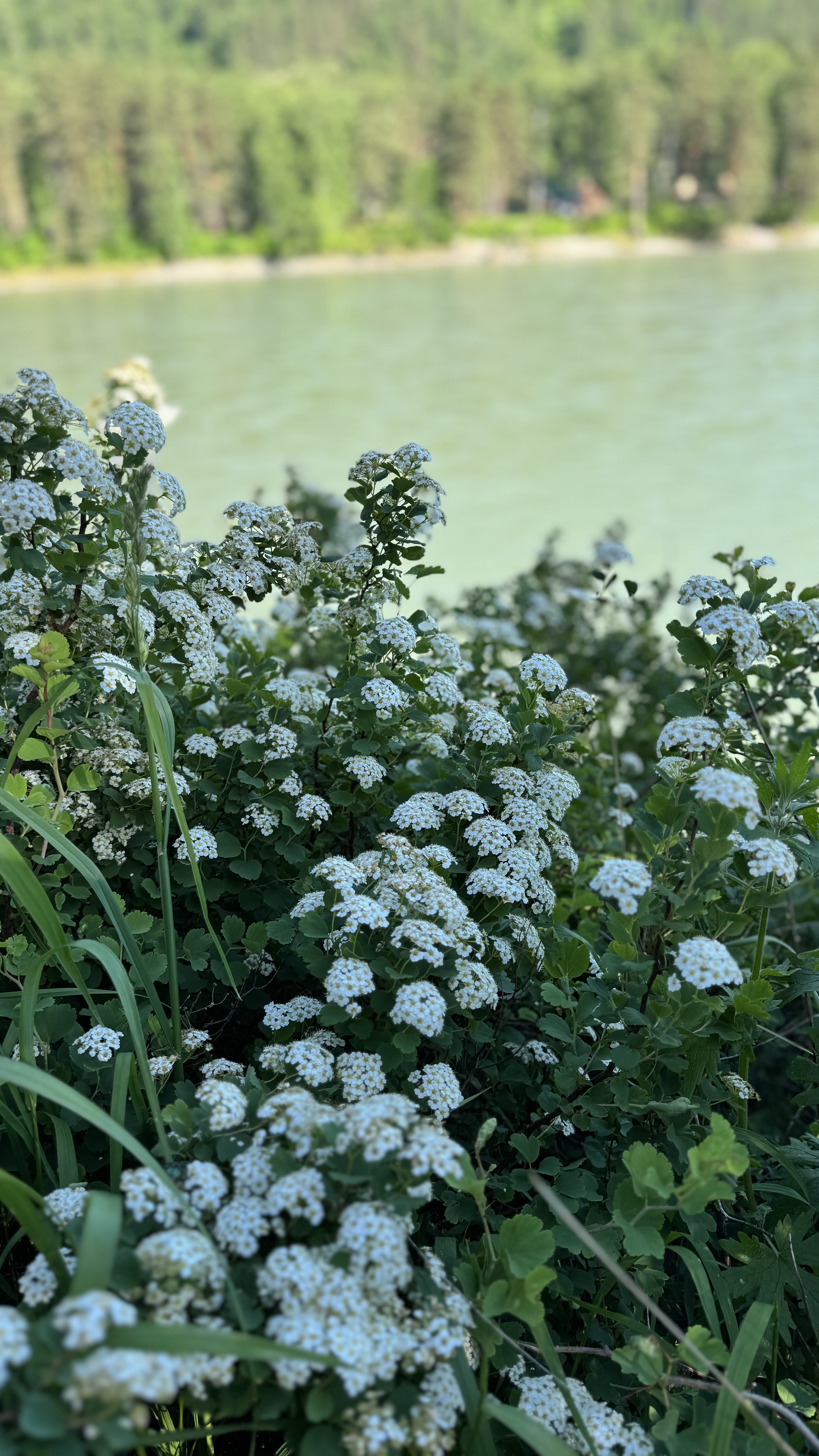 По следам алтая (40/42)