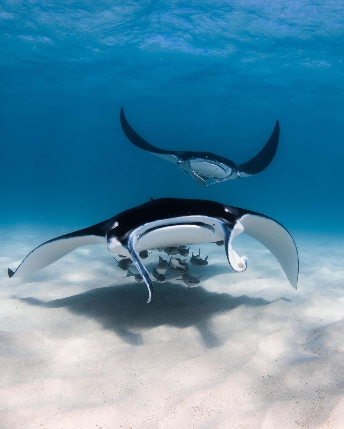 Райское наслаждение. Мальдивы (10/38)