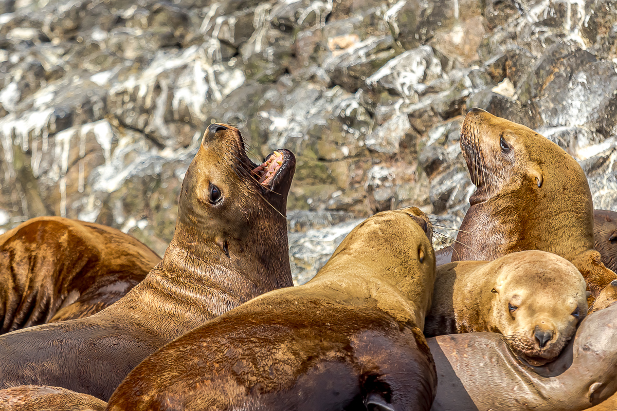 Перезагрузка на Итурупе. Путешествие на другую планету (84/171)