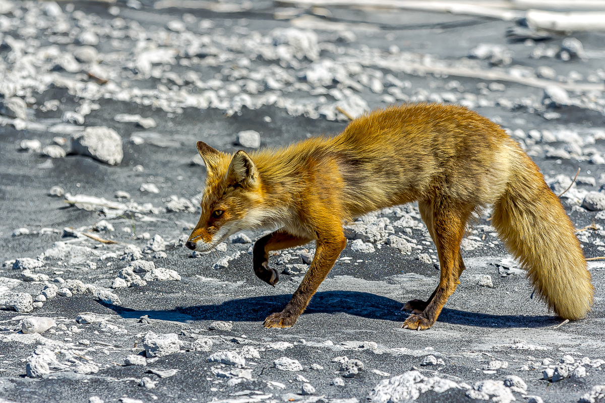 Перезагрузка на Итурупе. Путешествие на другую планету (81/171)