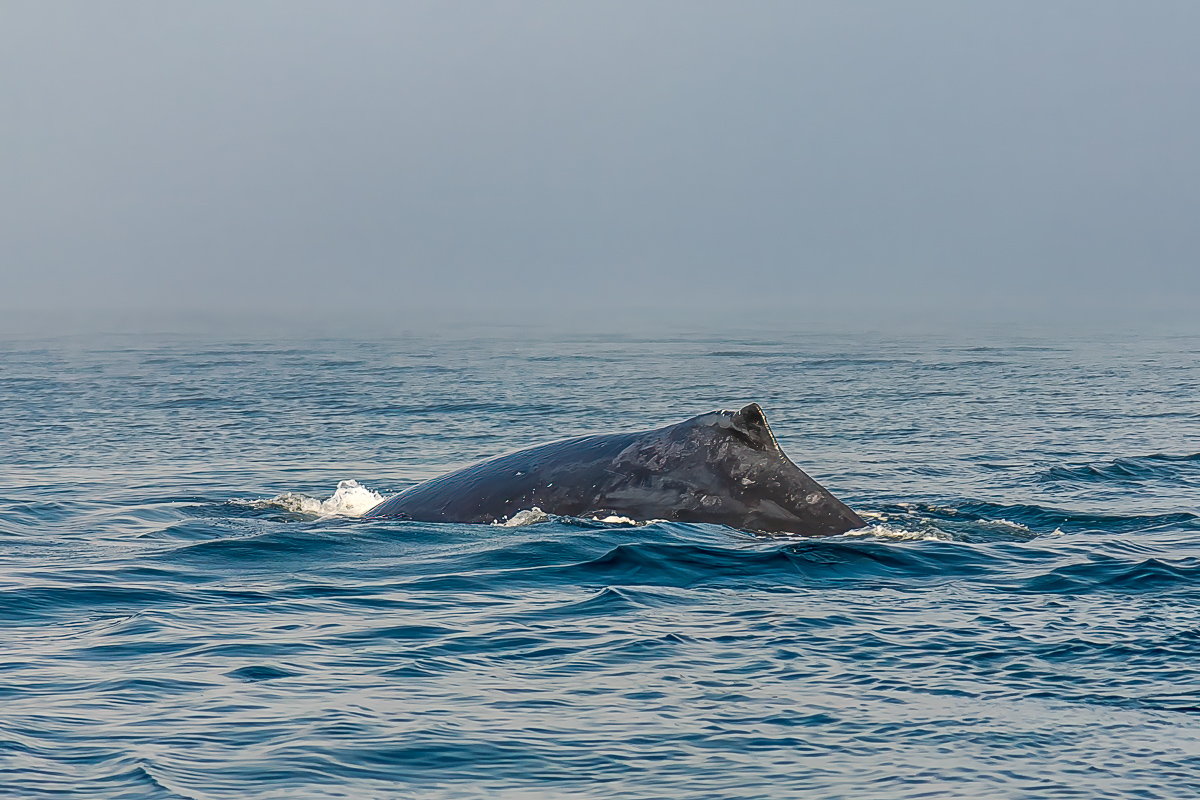 Сахалин, Итуруп, Шикотан и Кунашир с вулканом Тятя. Путешествие на другую планету (97/271)