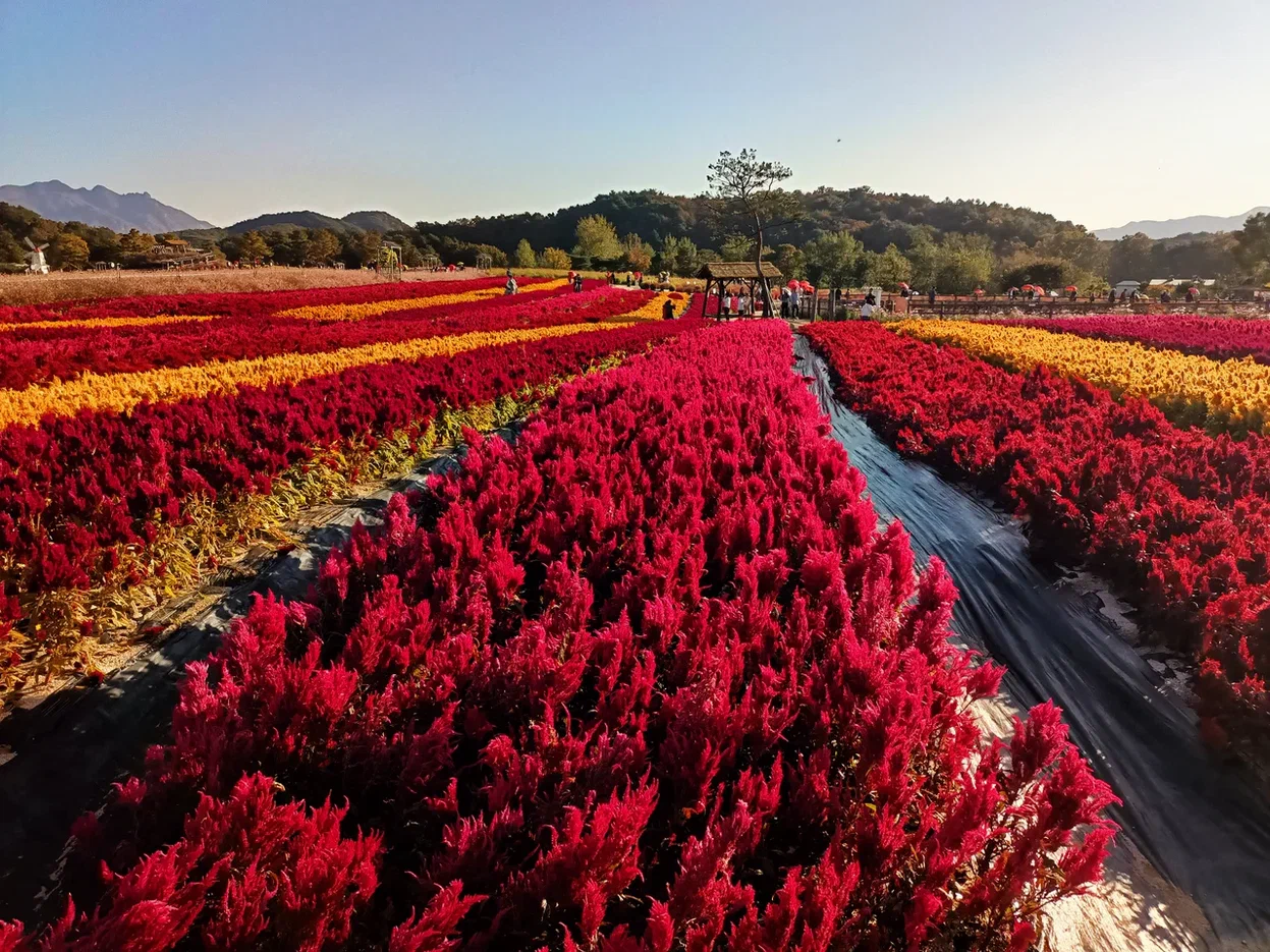 Южная Корея на майские. Путешествие во время цветения роз и азалий (12/33)
