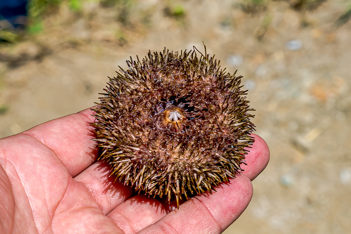 Перезагрузка на Итурупе. Путешествие на другую планету (94/171)