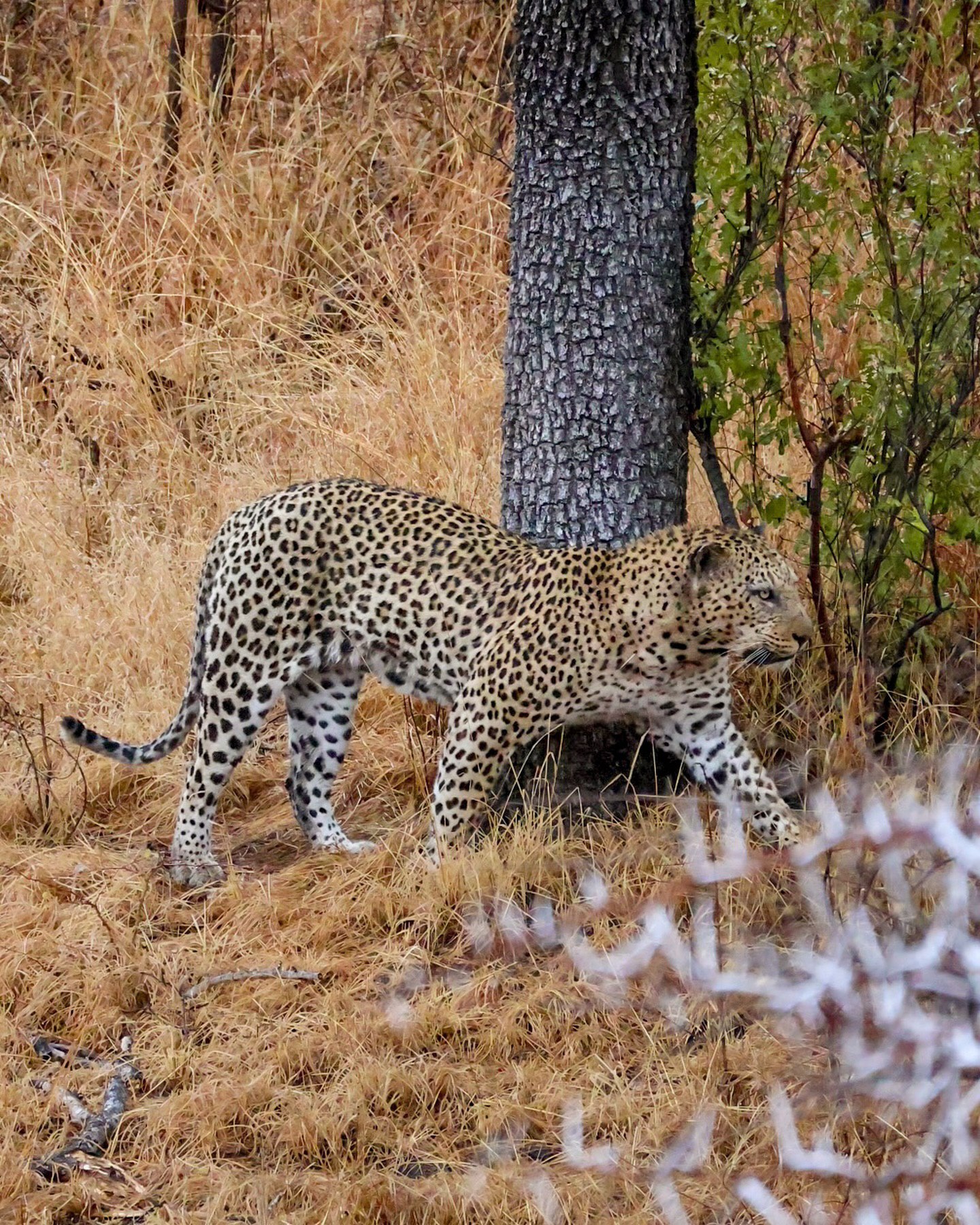 Киты в Юар - продуманный тур с авиабилетами без хаоса и рисков (36/42)