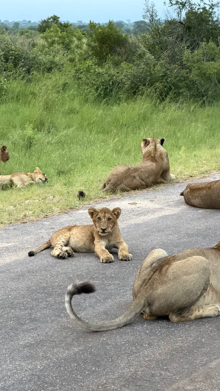Киты в Юар - продуманный тур с авиабилетами без хаоса и рисков (34/42)