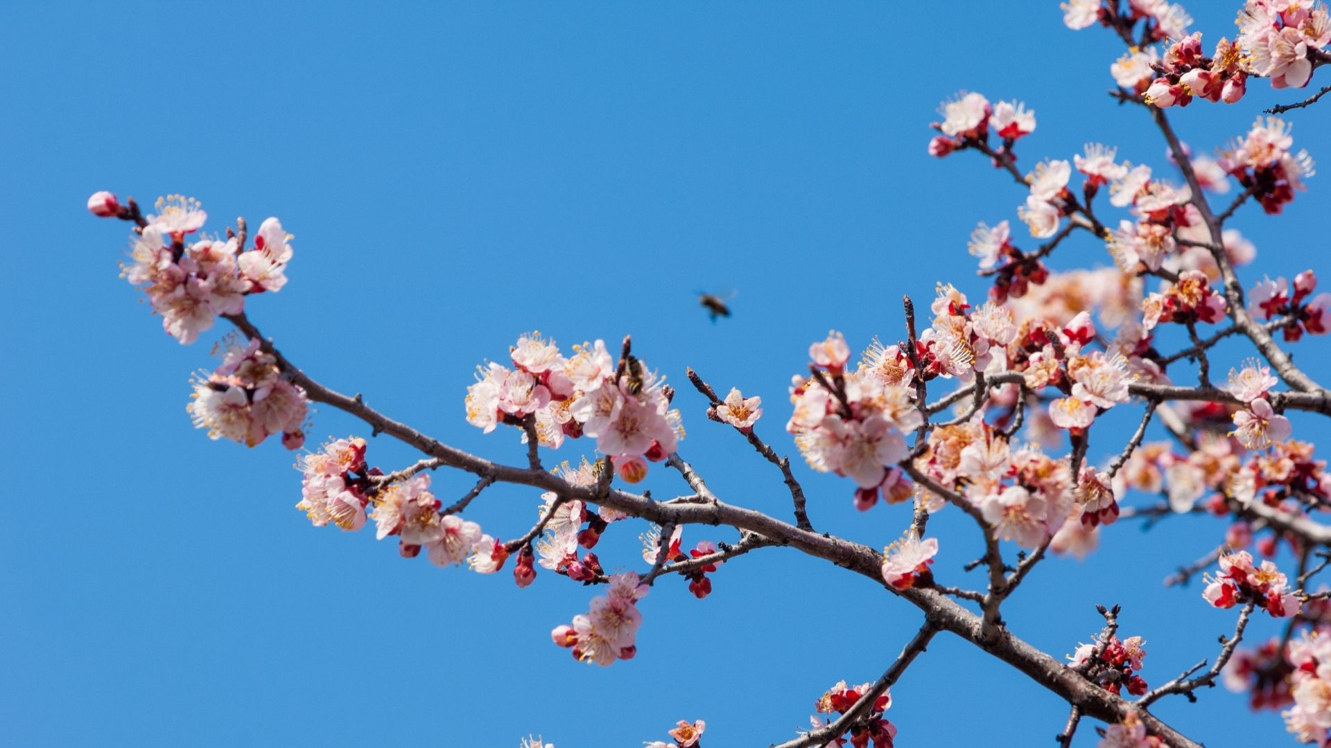 Цветущая весна в Армении