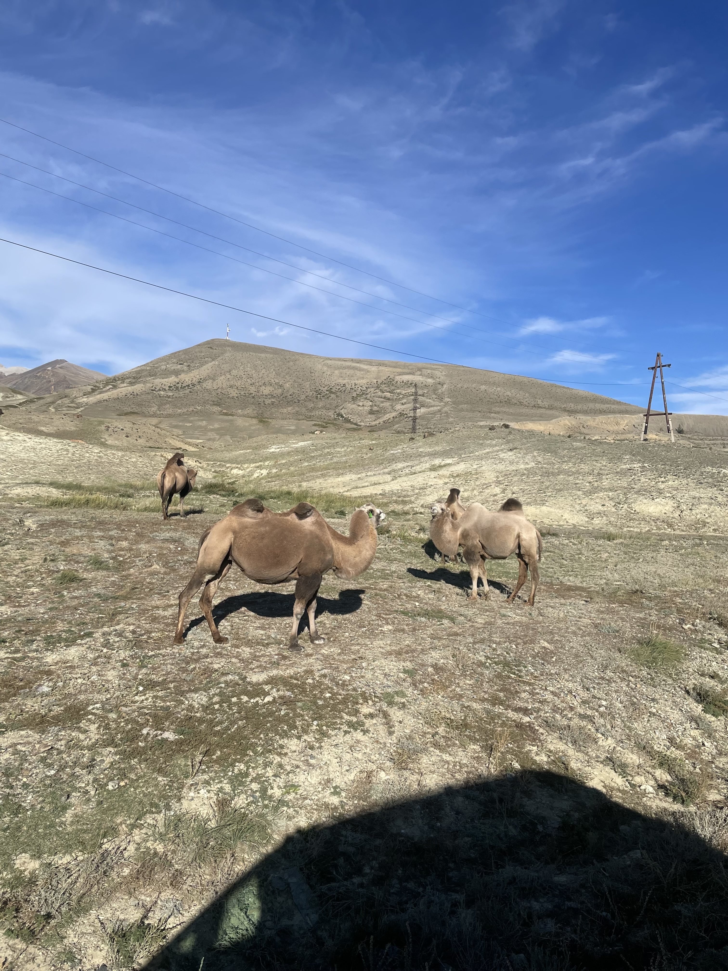 По следам алтая (3/42)