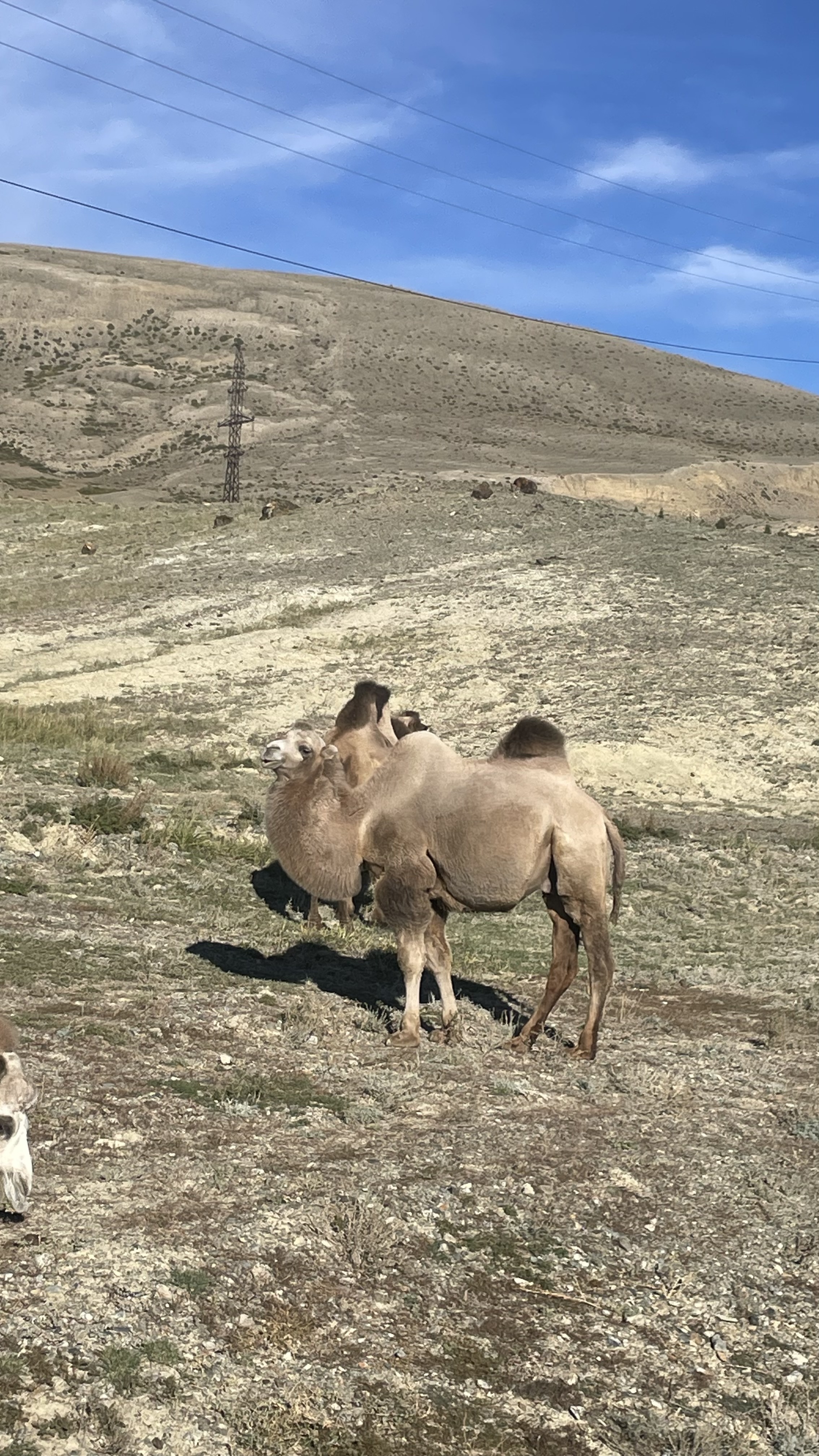 По следам алтая (25/42)