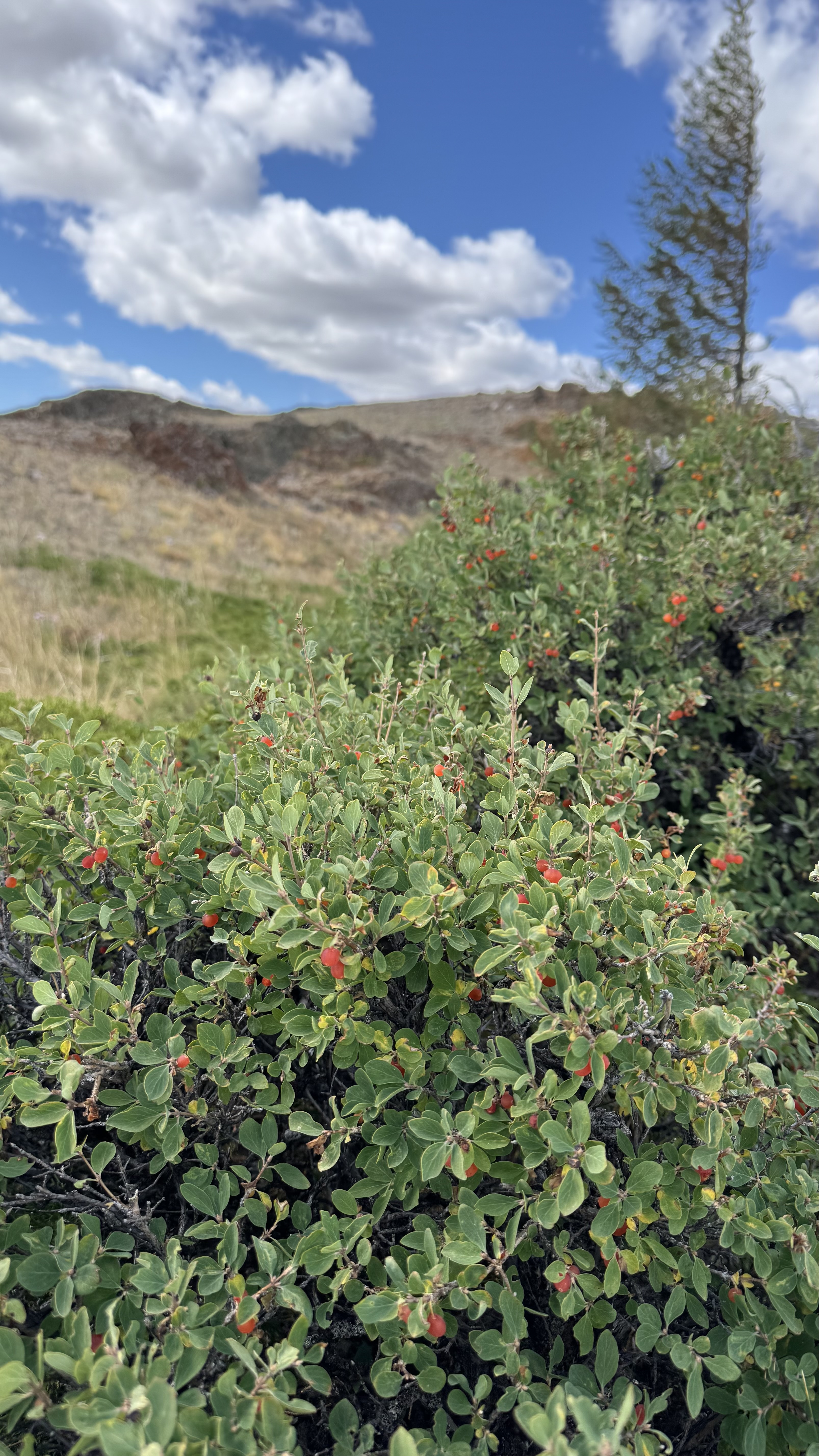 По следам алтая (16/42)