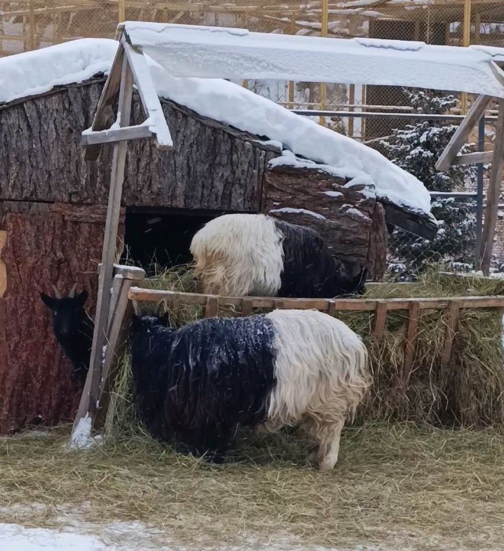 Голубые озера и мир дикой природы Алтая (12/18)