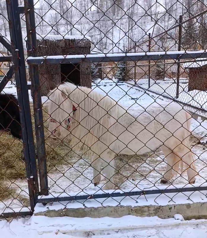 Голубые озера и мир дикой природы Алтая (13/18)