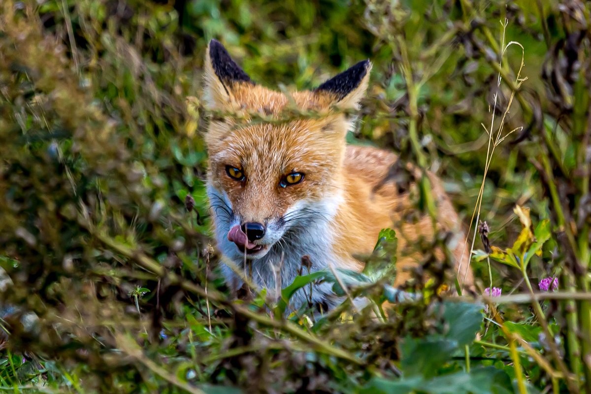 Кунашир, Шикотан и Хабомаи. Путешествие на другую планету (116/171)