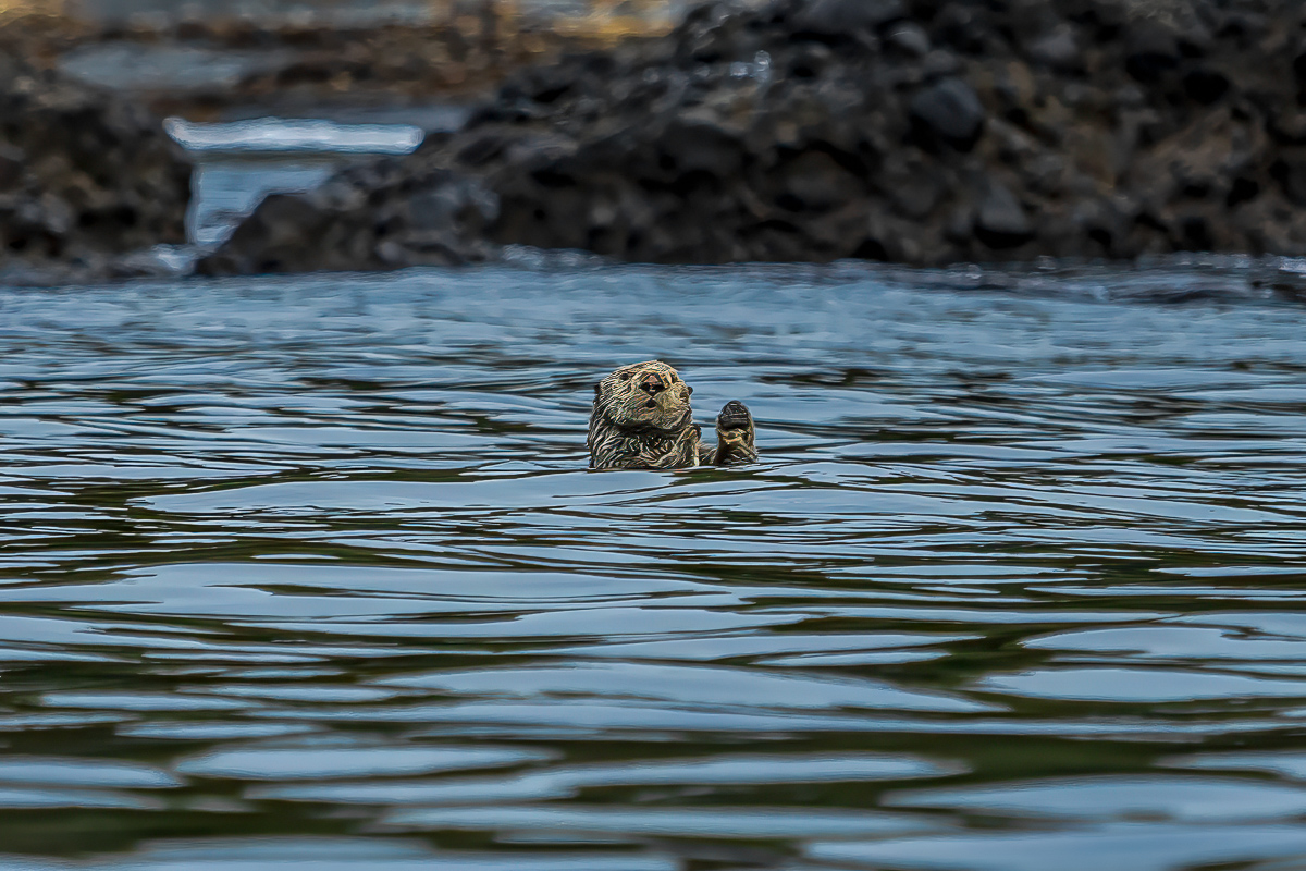 Кунашир и Хабомаи. Путешествие на другую планету (97/142)