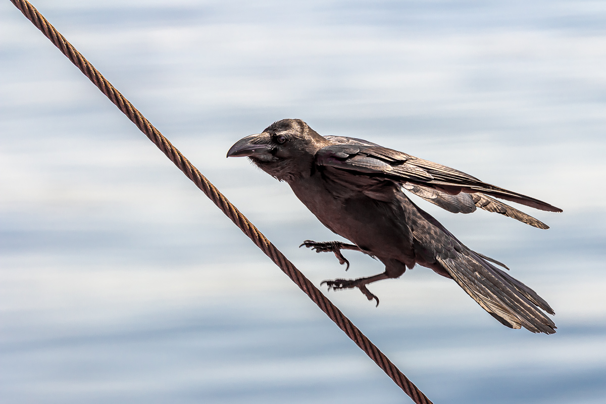 Кунашир, Шикотан и Хабомаи. Путешествие на другую планету (82/171)