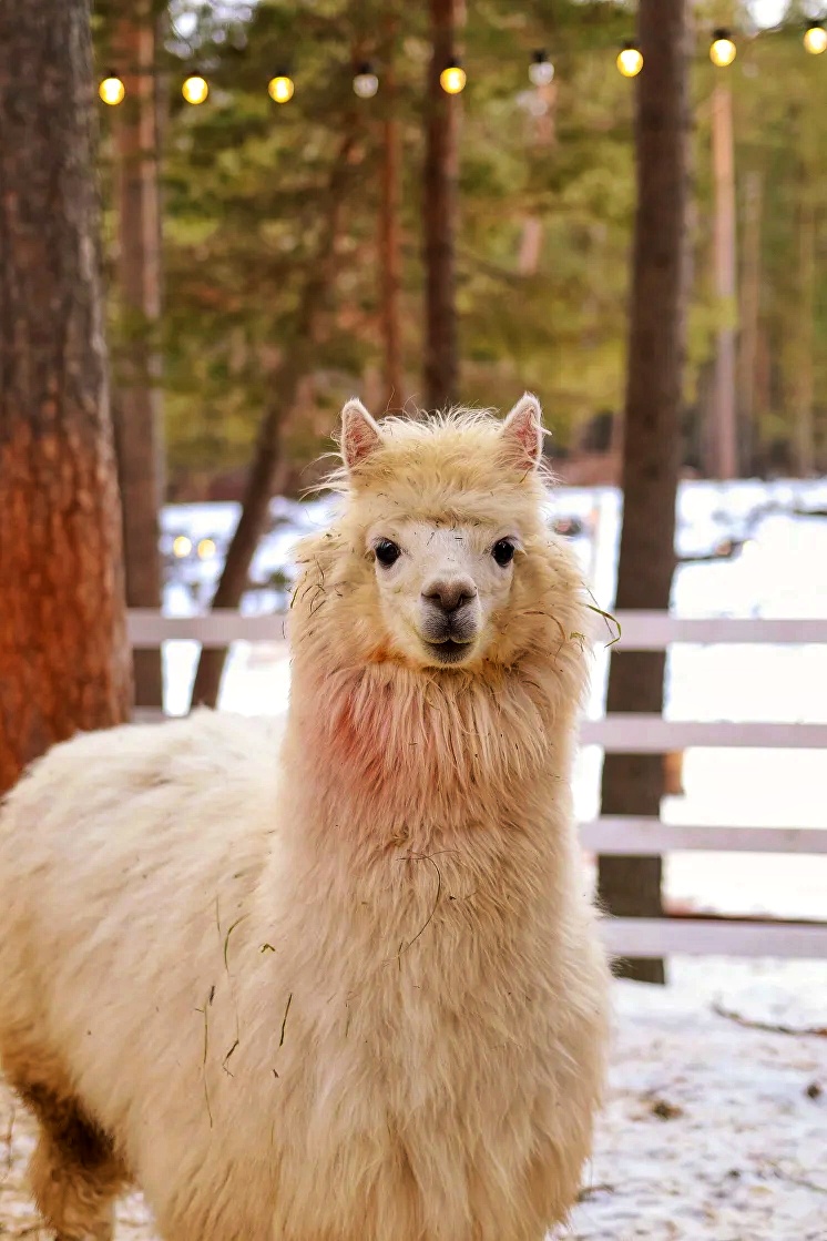 Авторский тур Чудеса Кавказа - 8 марта в Приэльбрусье! (51/73)