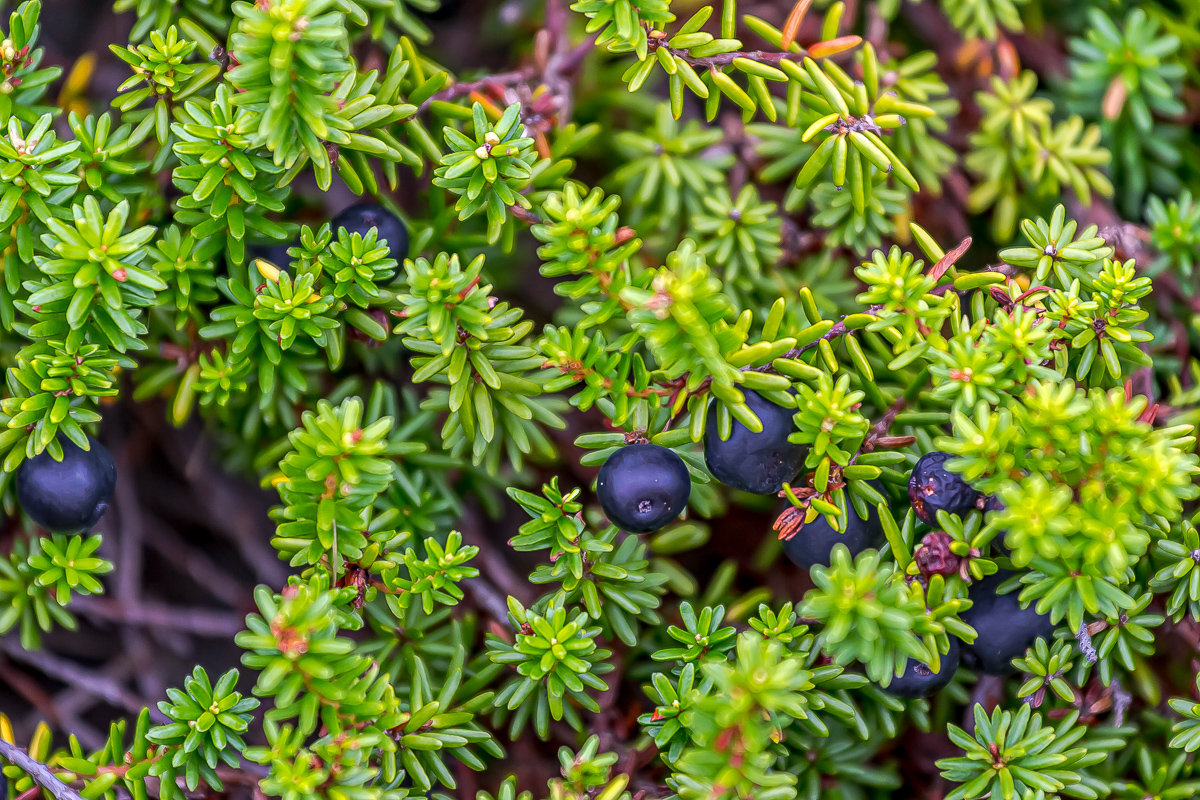 Интенсивный Итуруп. Путешествие на другую планету (90/117)