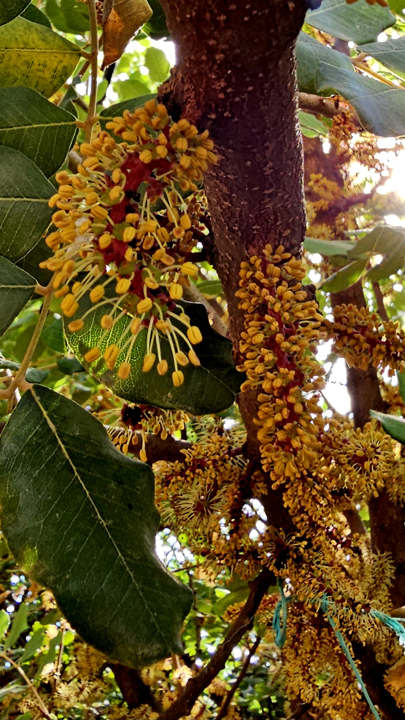 Восточная Ликийская тропа от Химеры до Миры (4/21)