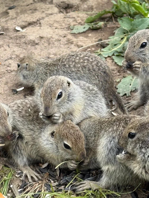 Тур на Кавказ 4 дня (8/11)