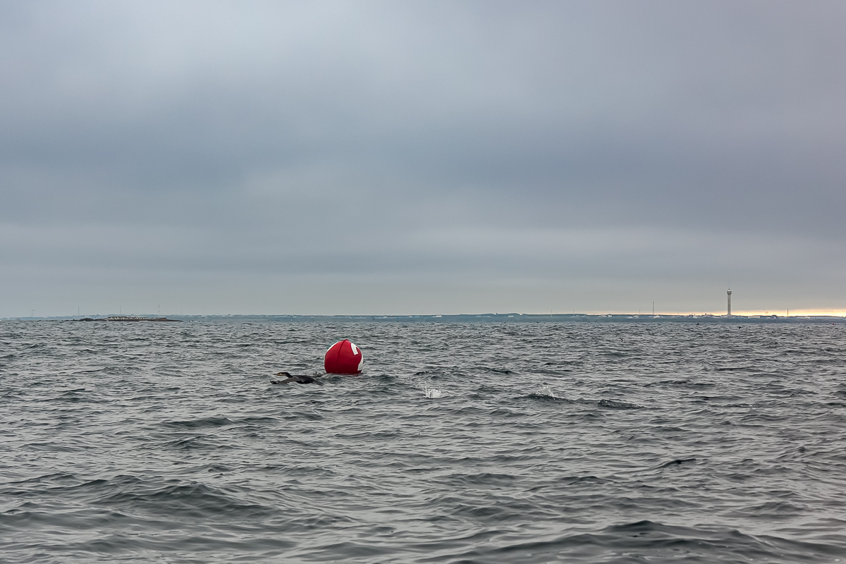 Кунашир и Хабомаи. Путешествие на другую планету (62/142)