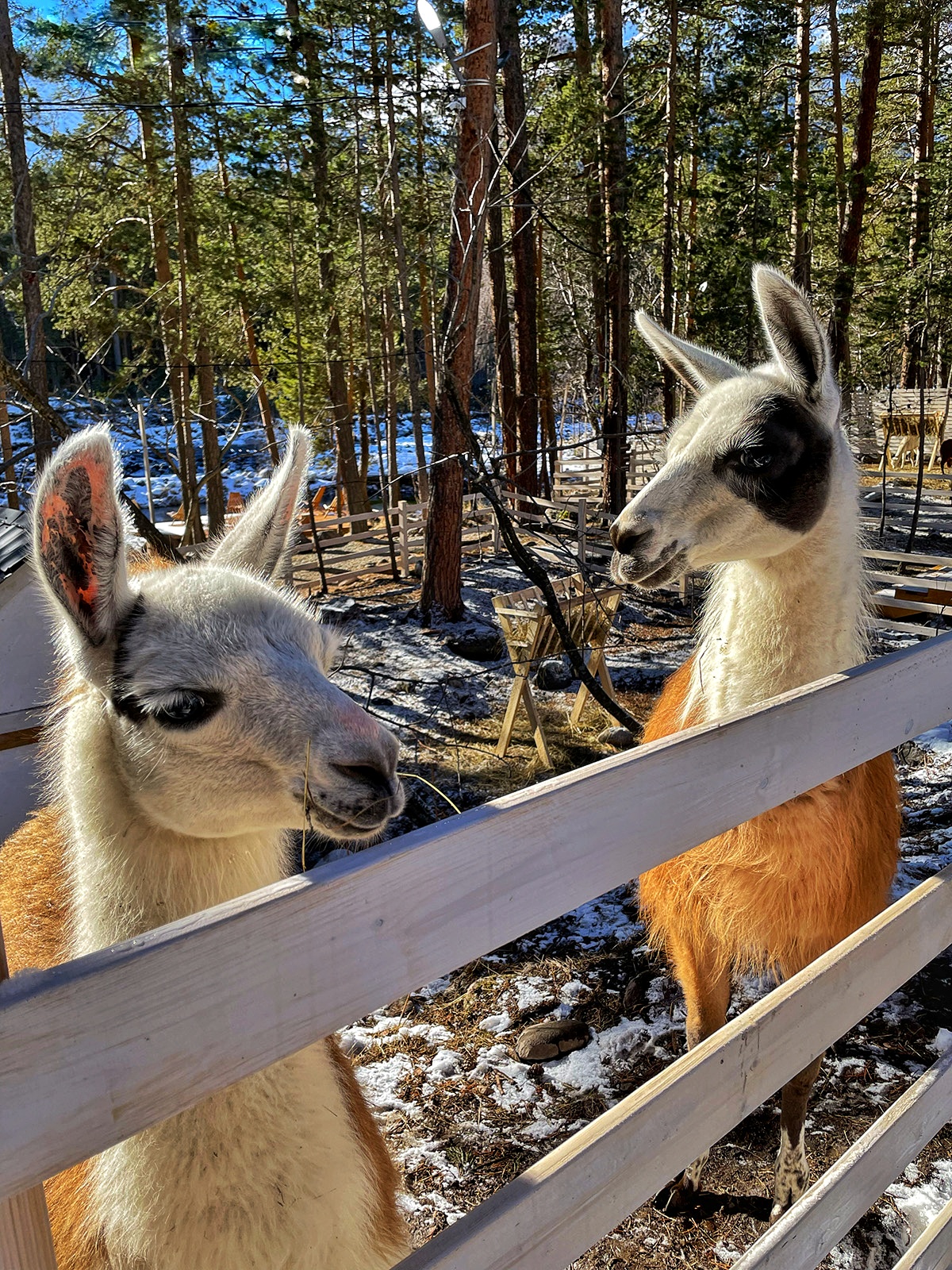 Авторский тур Чудеса Кавказа - 8 марта в Приэльбрусье! (52/73)