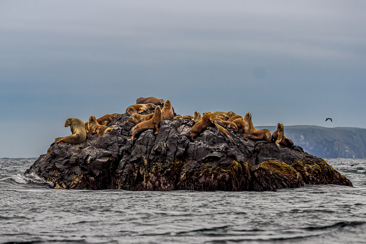 Кунашир, Шикотан и Хабомаи. Путешествие на другую планету (84/171)