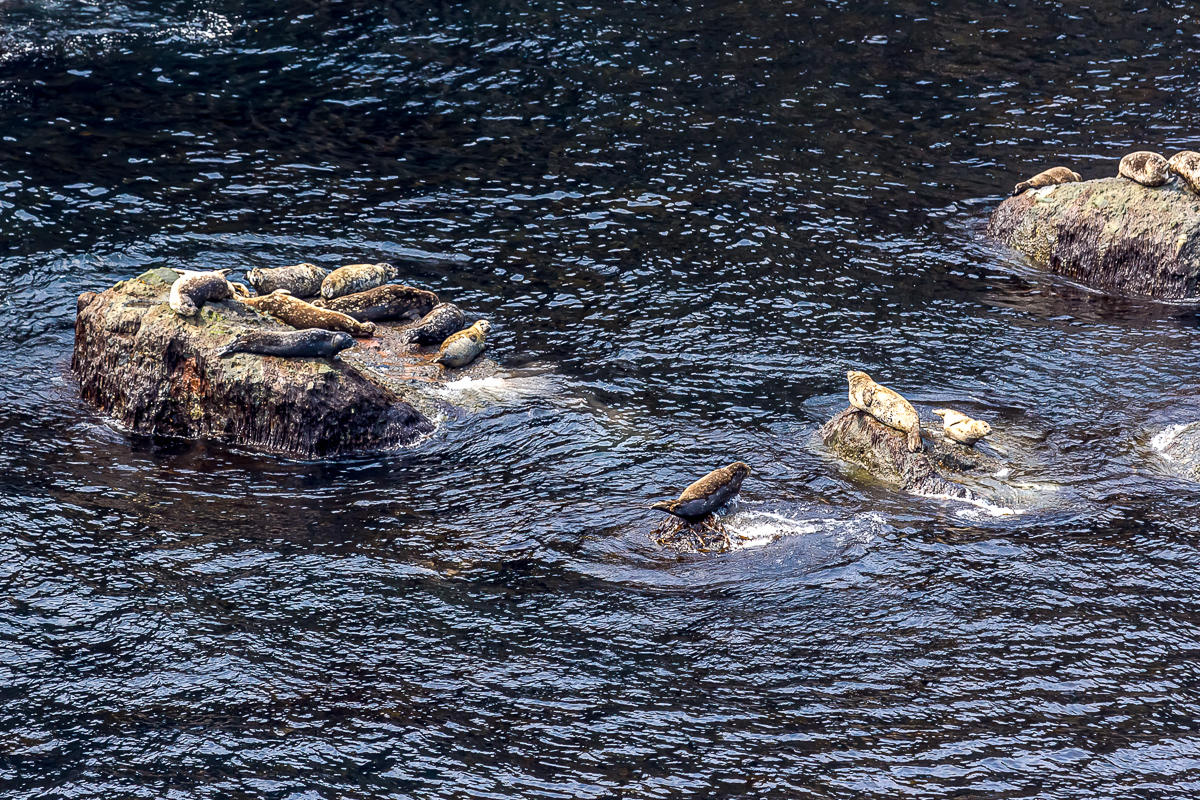Лучшее на Шикотане. Путешествие на другую планету (90/126)