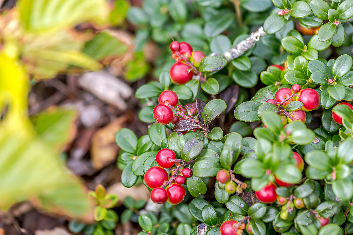 Итуруп и Кунашир. Путешествие на другую планету. (127/193)