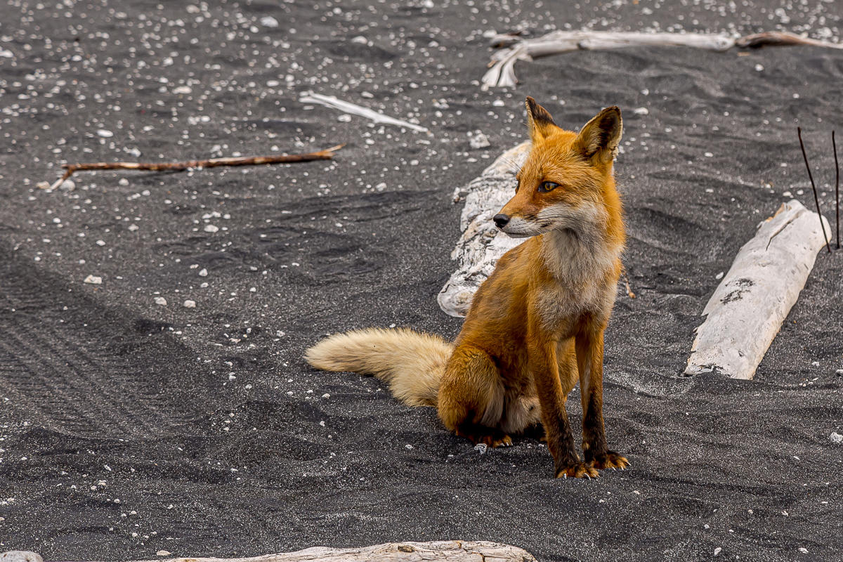 Интенсивный Итуруп. Путешествие на другую планету (65/117)